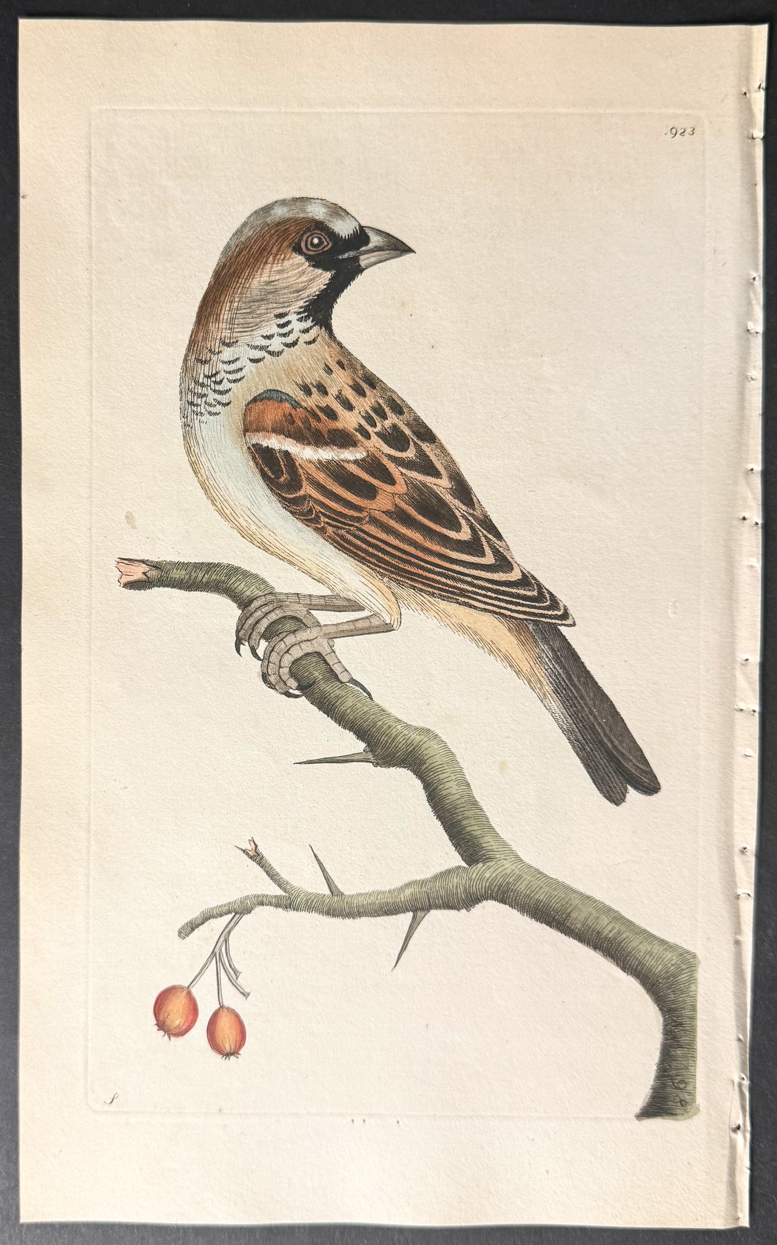 Common Sparrow