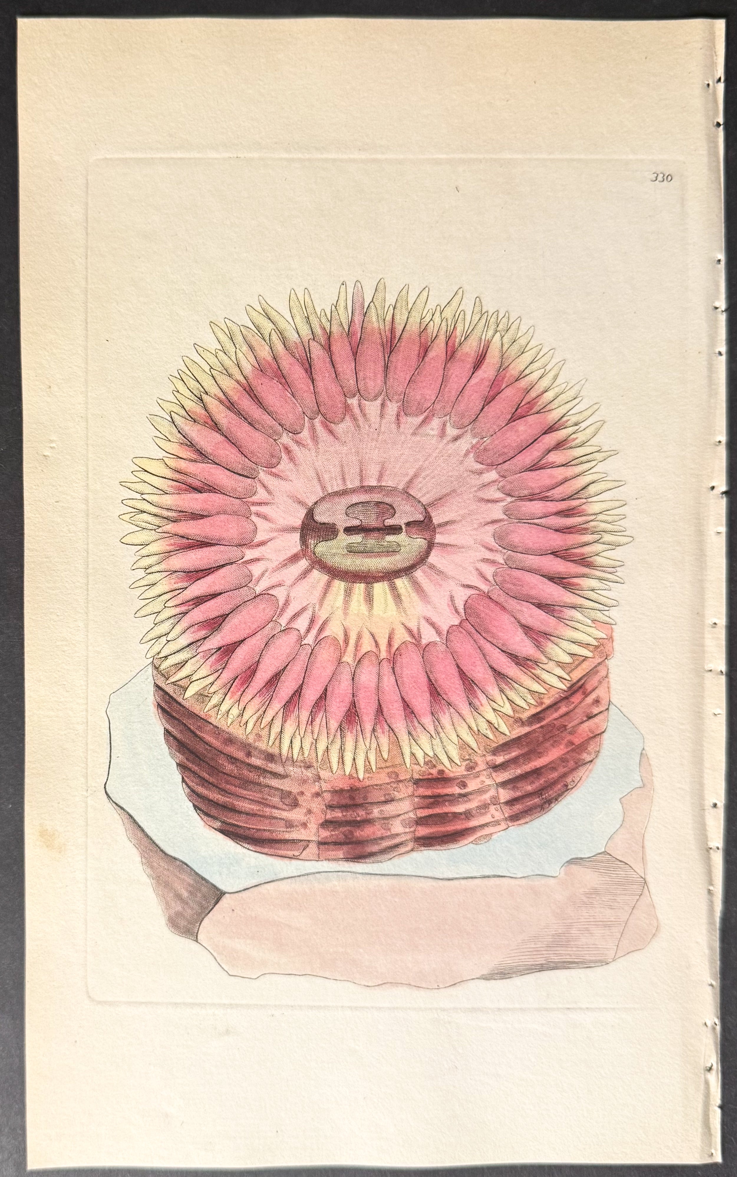 Great Actinia