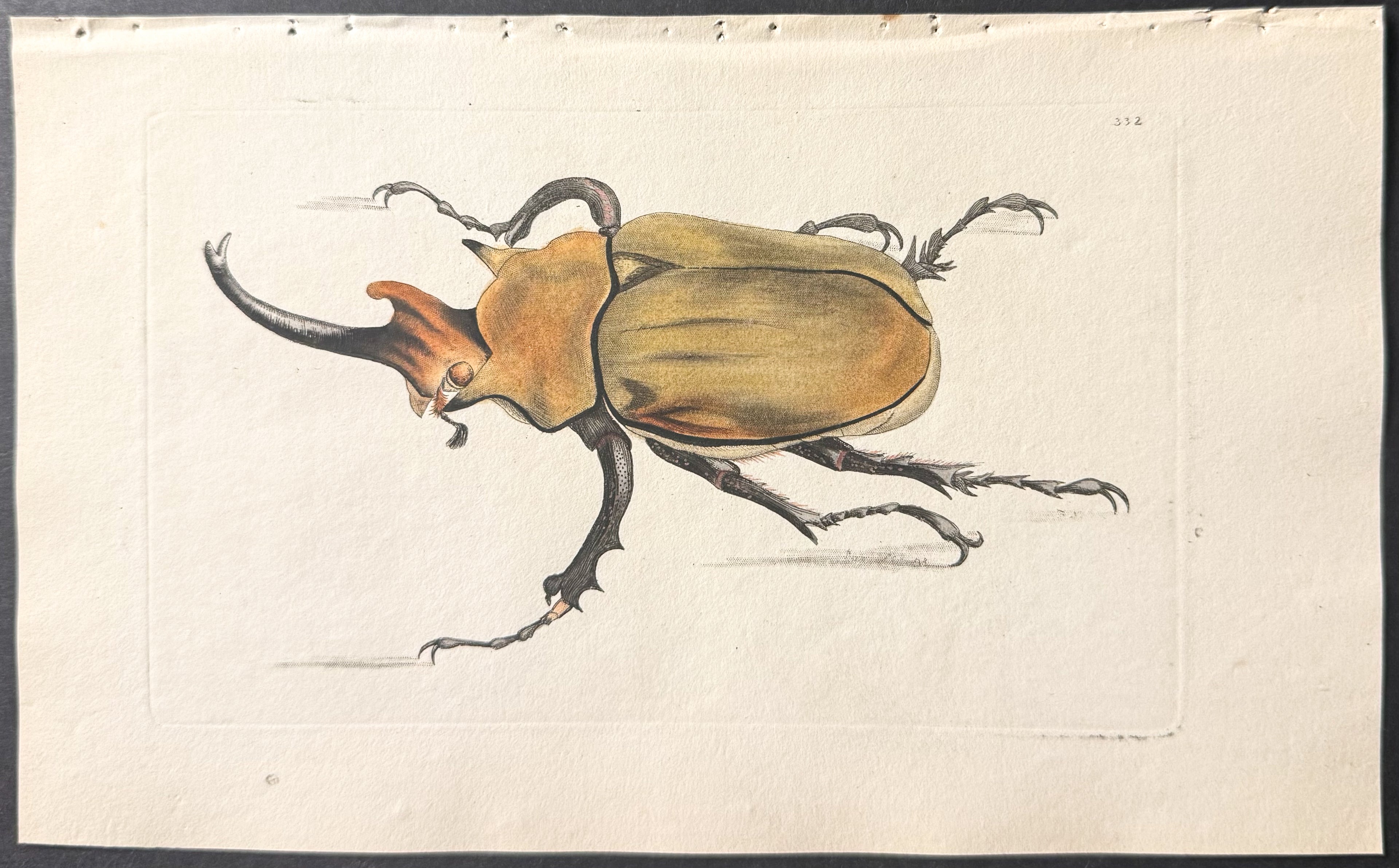 Scarab Beetle