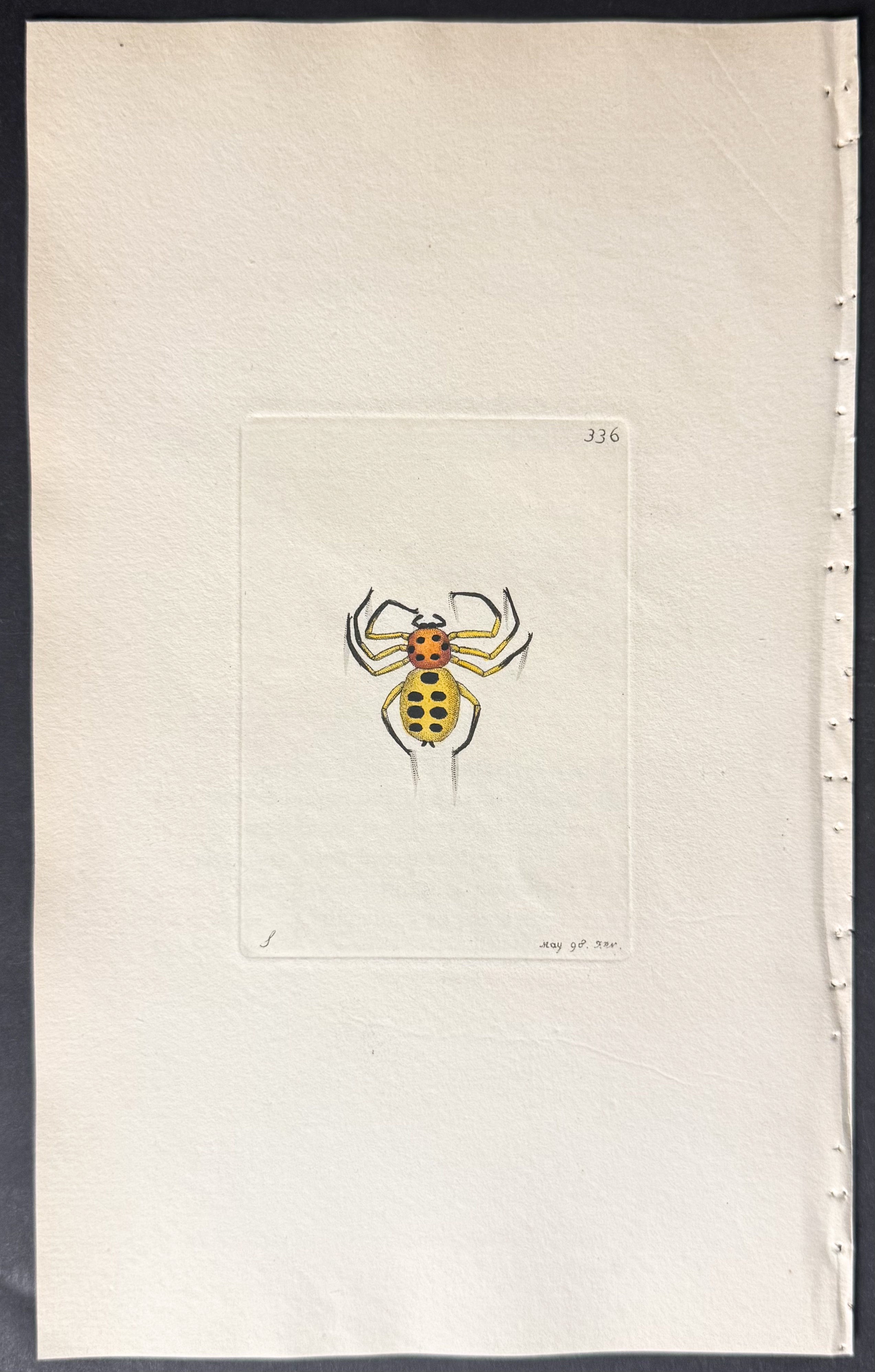 Golden Spider
