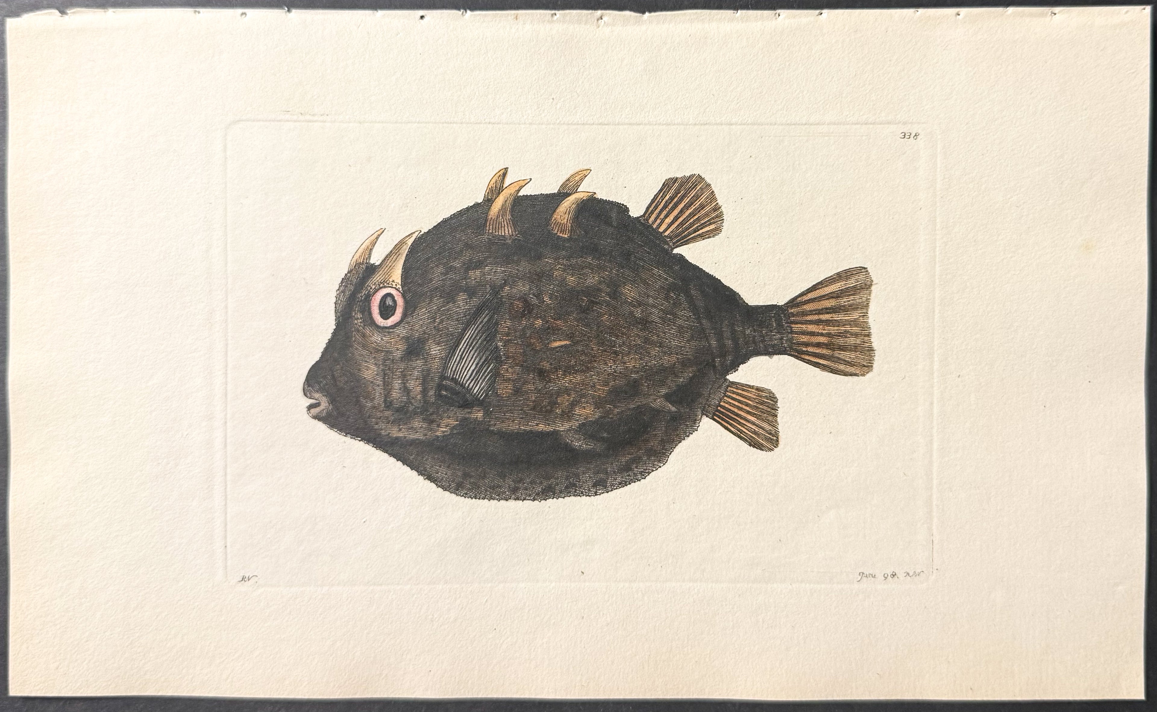Eared Ostracion