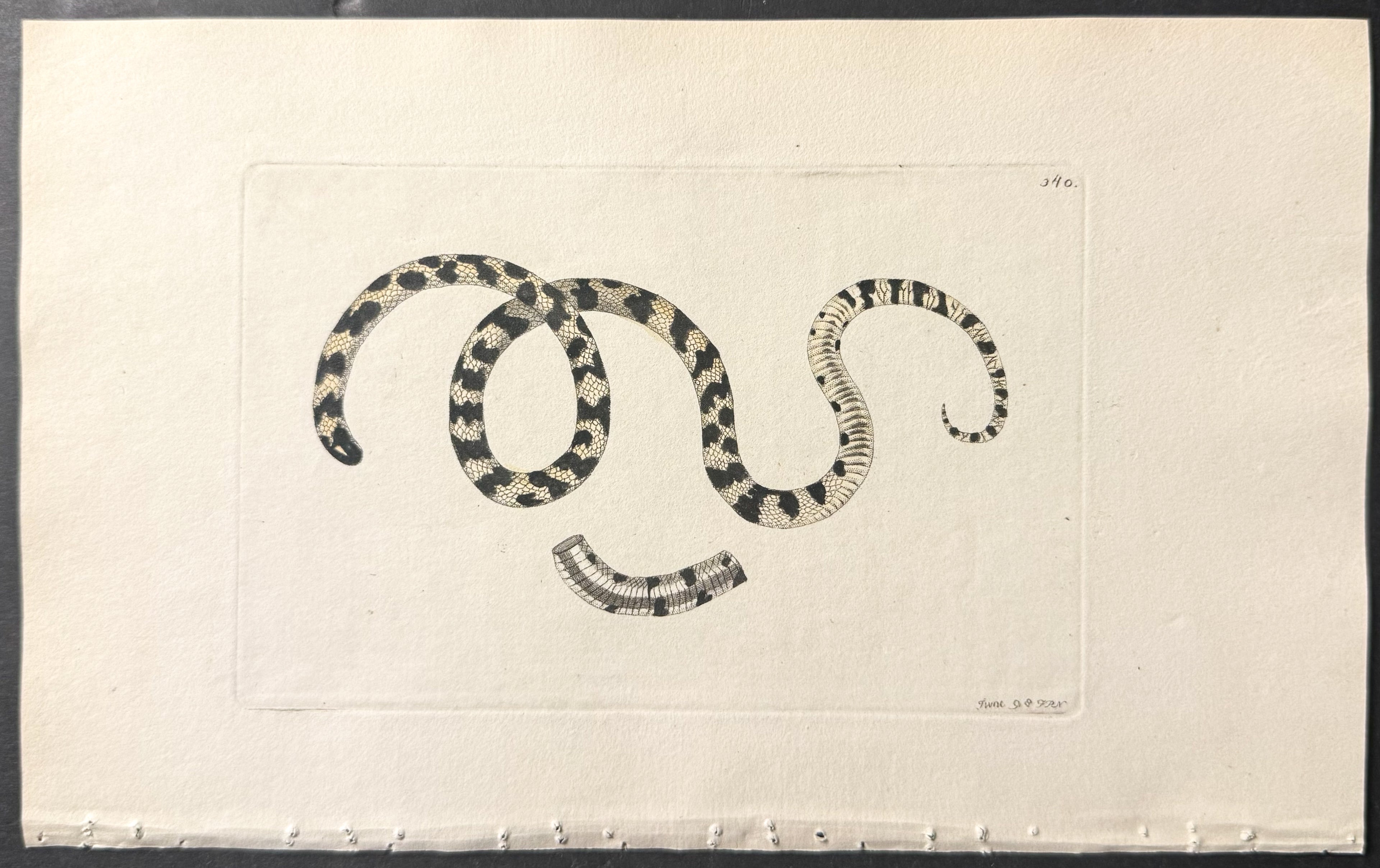 Pied Snake