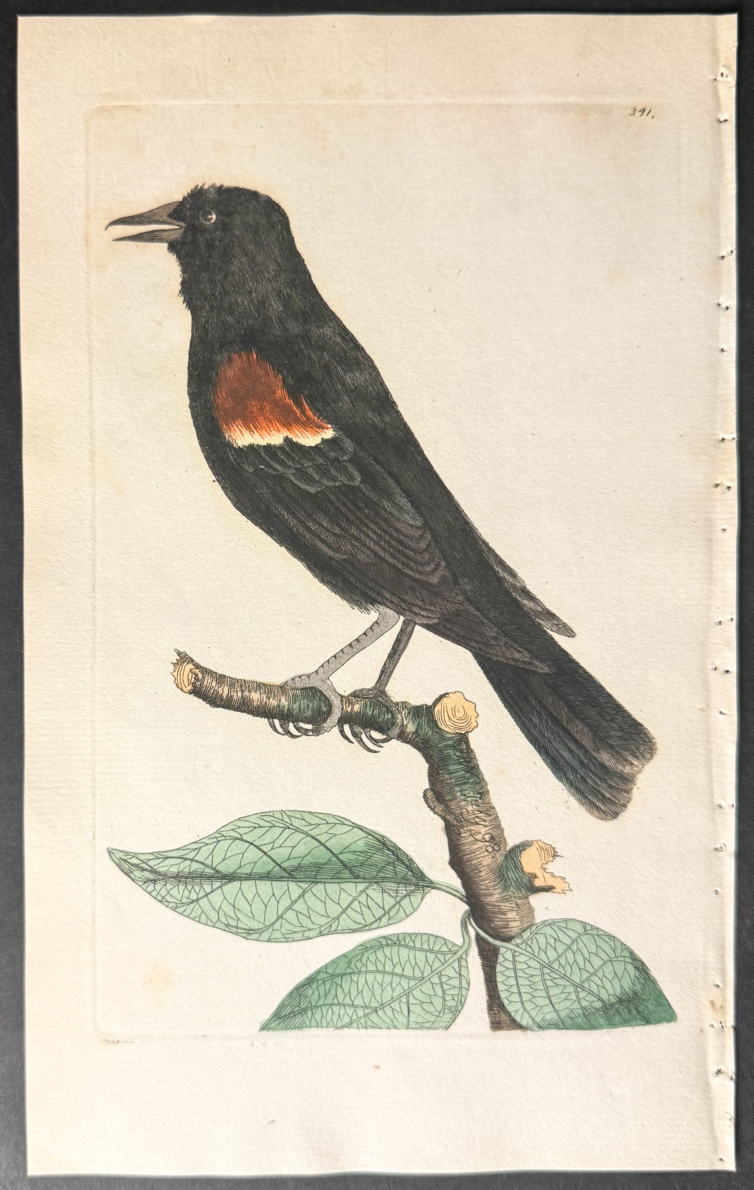 Red-shouldered Oriole