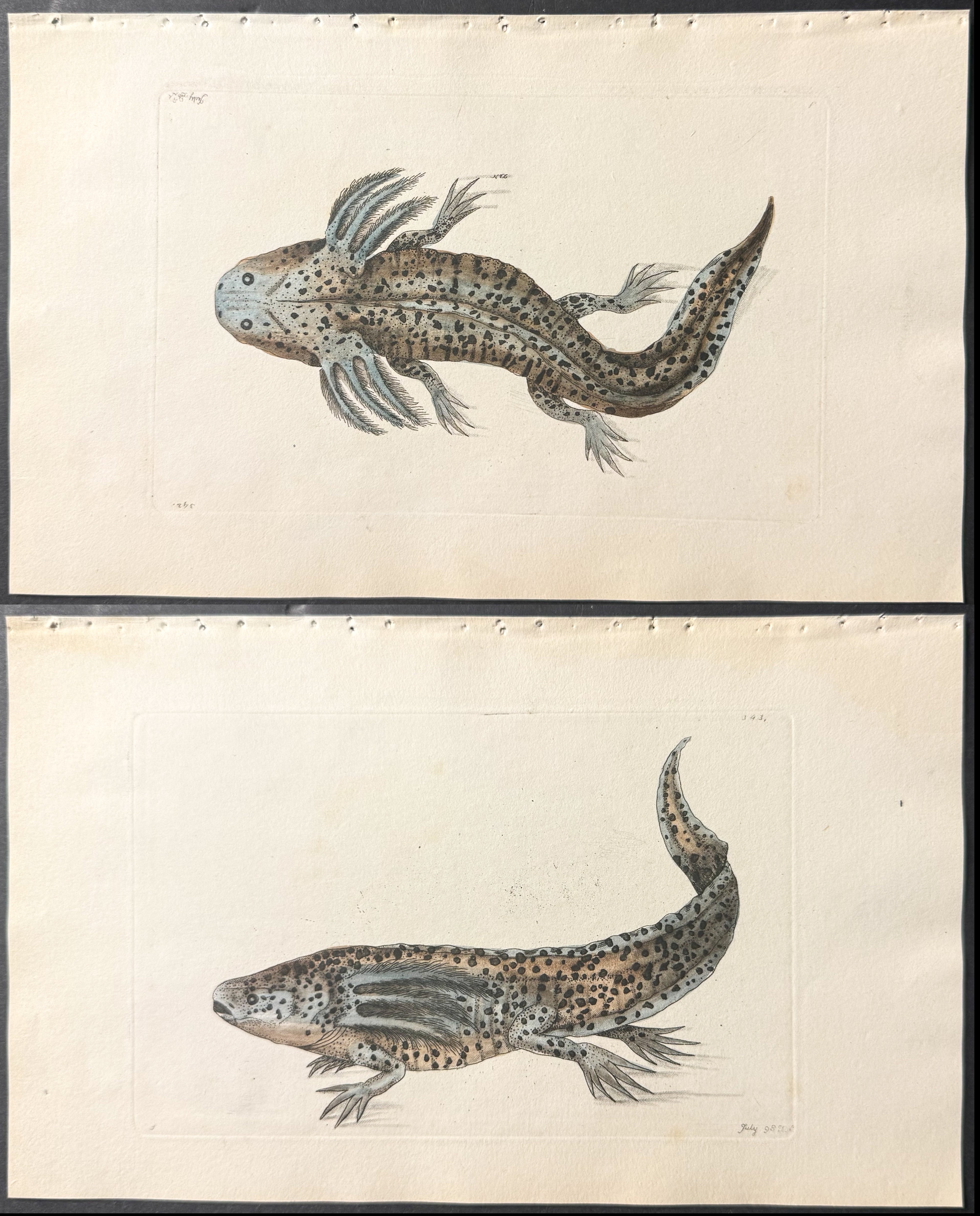 Pair of Tadpole Engravings