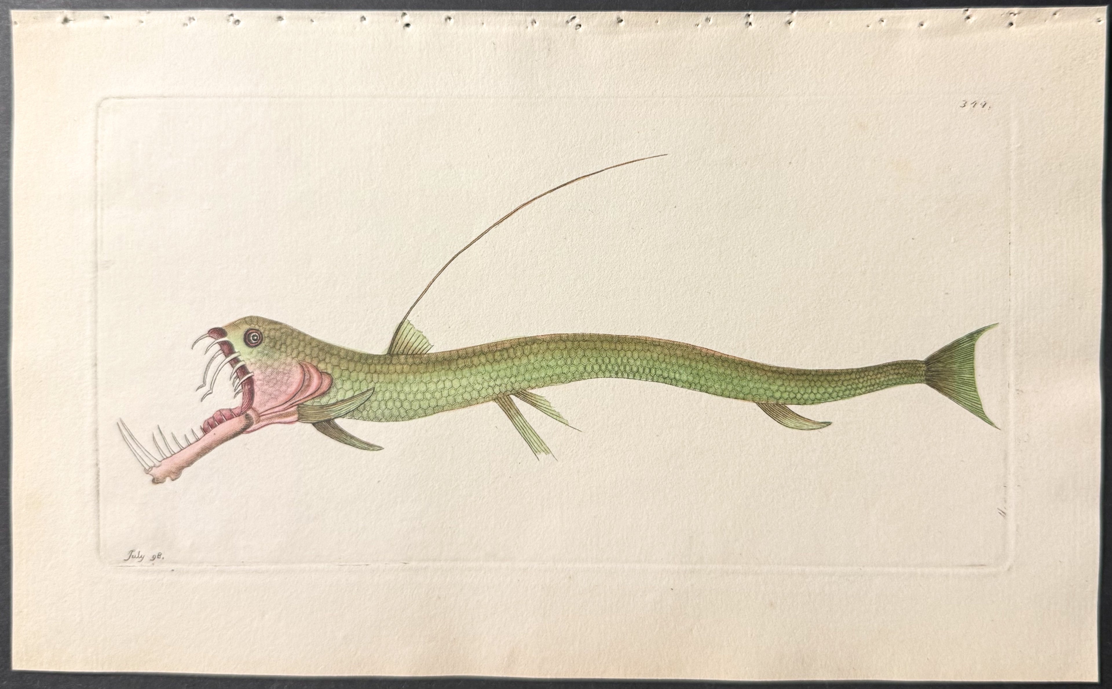 Viper-Mouthed Pike