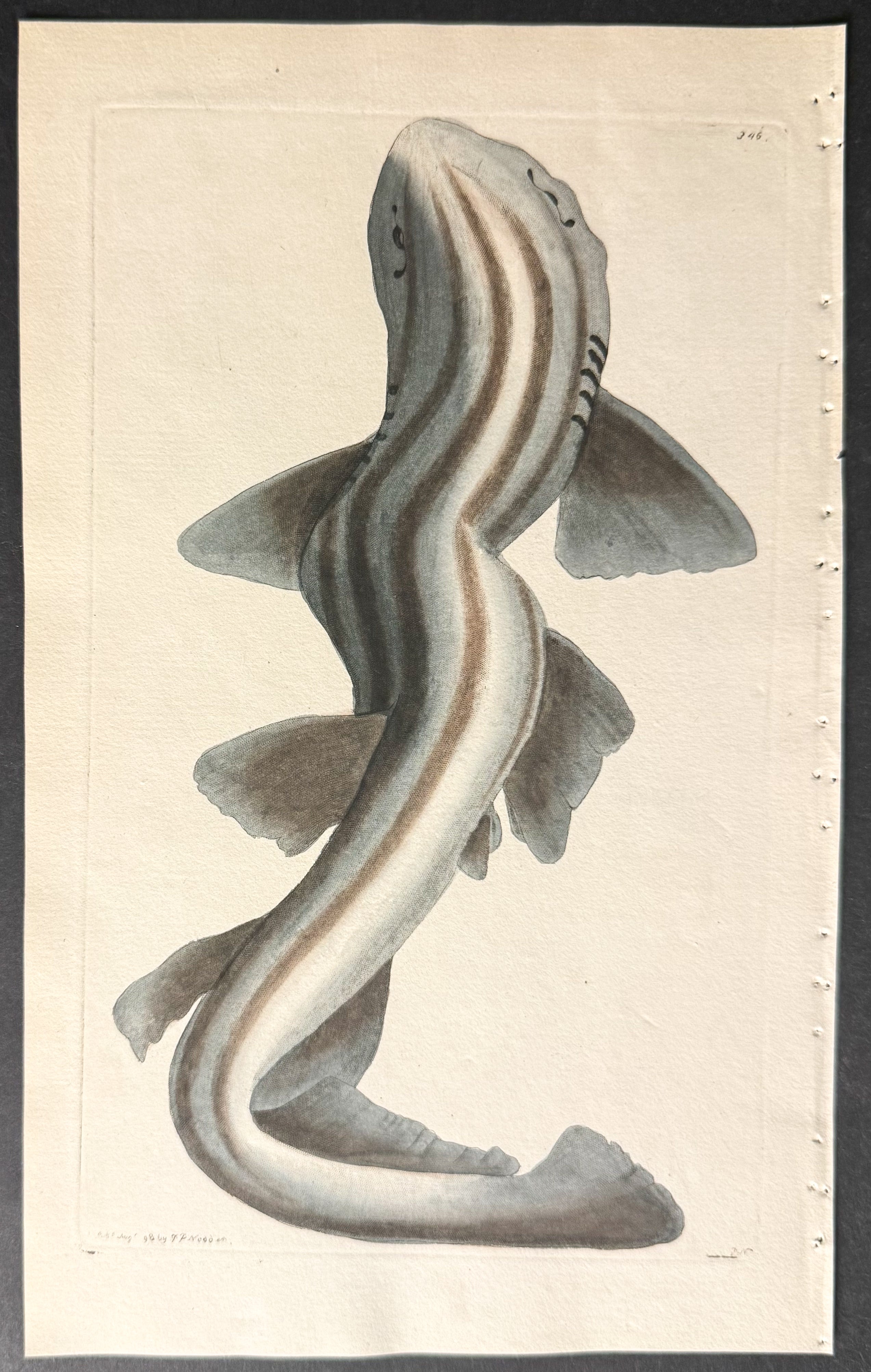 Banded Shark