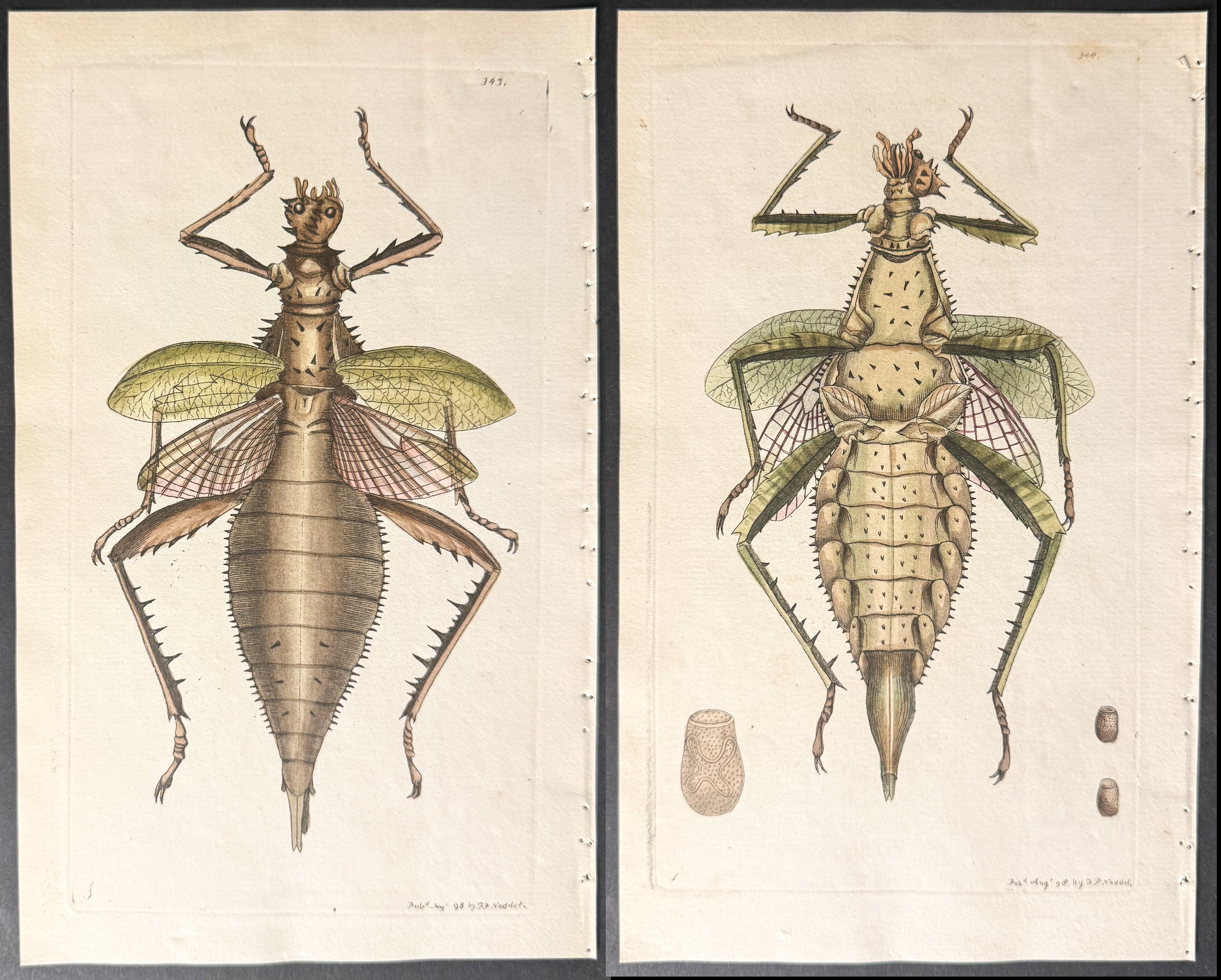 Pair of Locust or Dilated Phasma Engravings