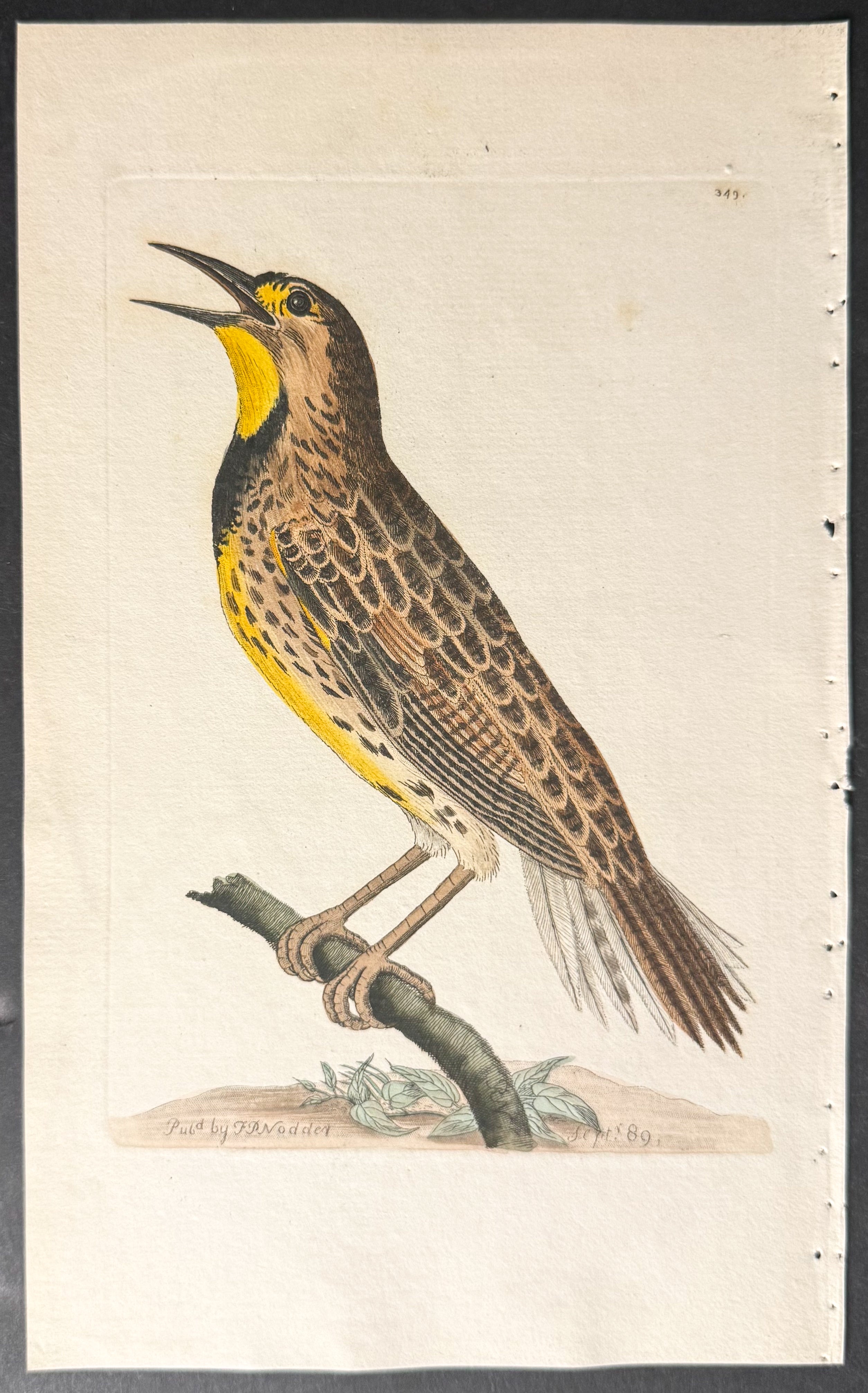 Crescent Starling