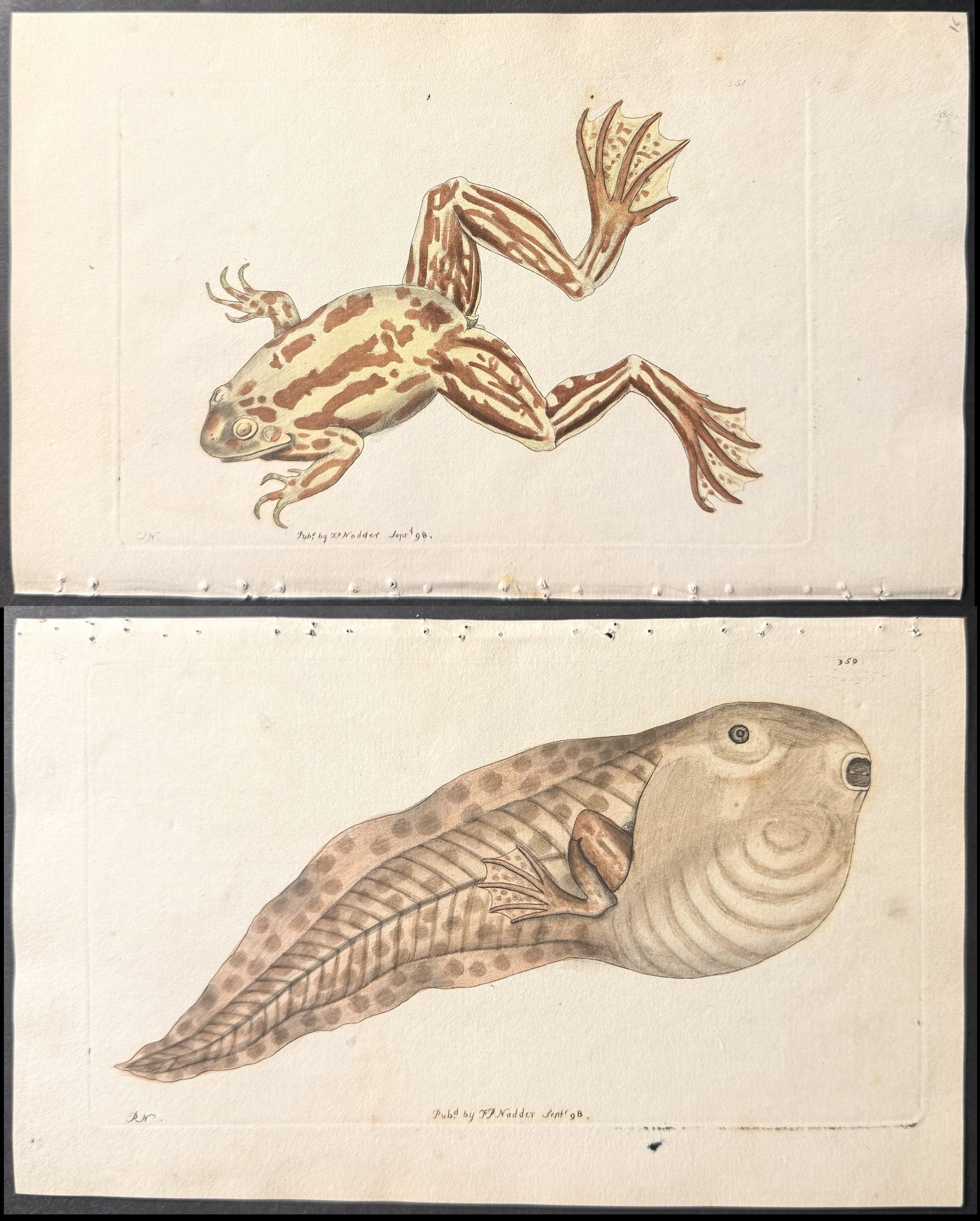 Pair of Engraving of Paradoxical Frog & Tadpole