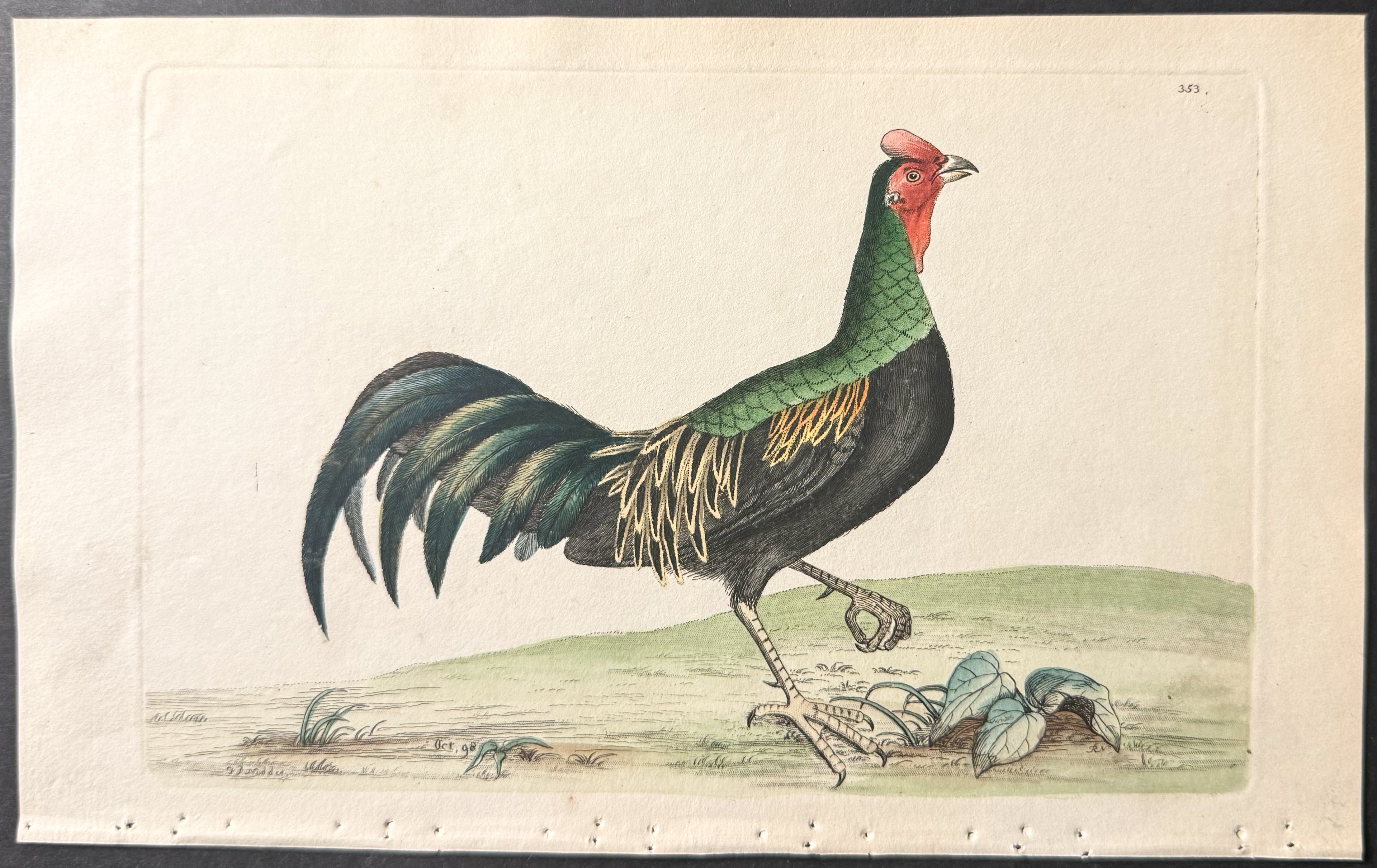 Variegated Pheasant