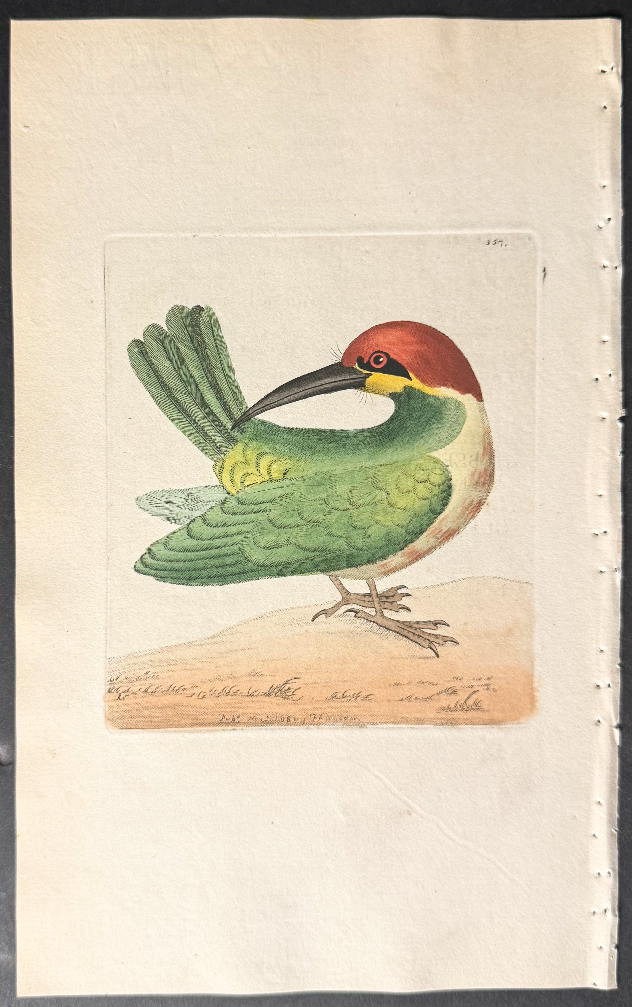 Red-headed Bee-Eater