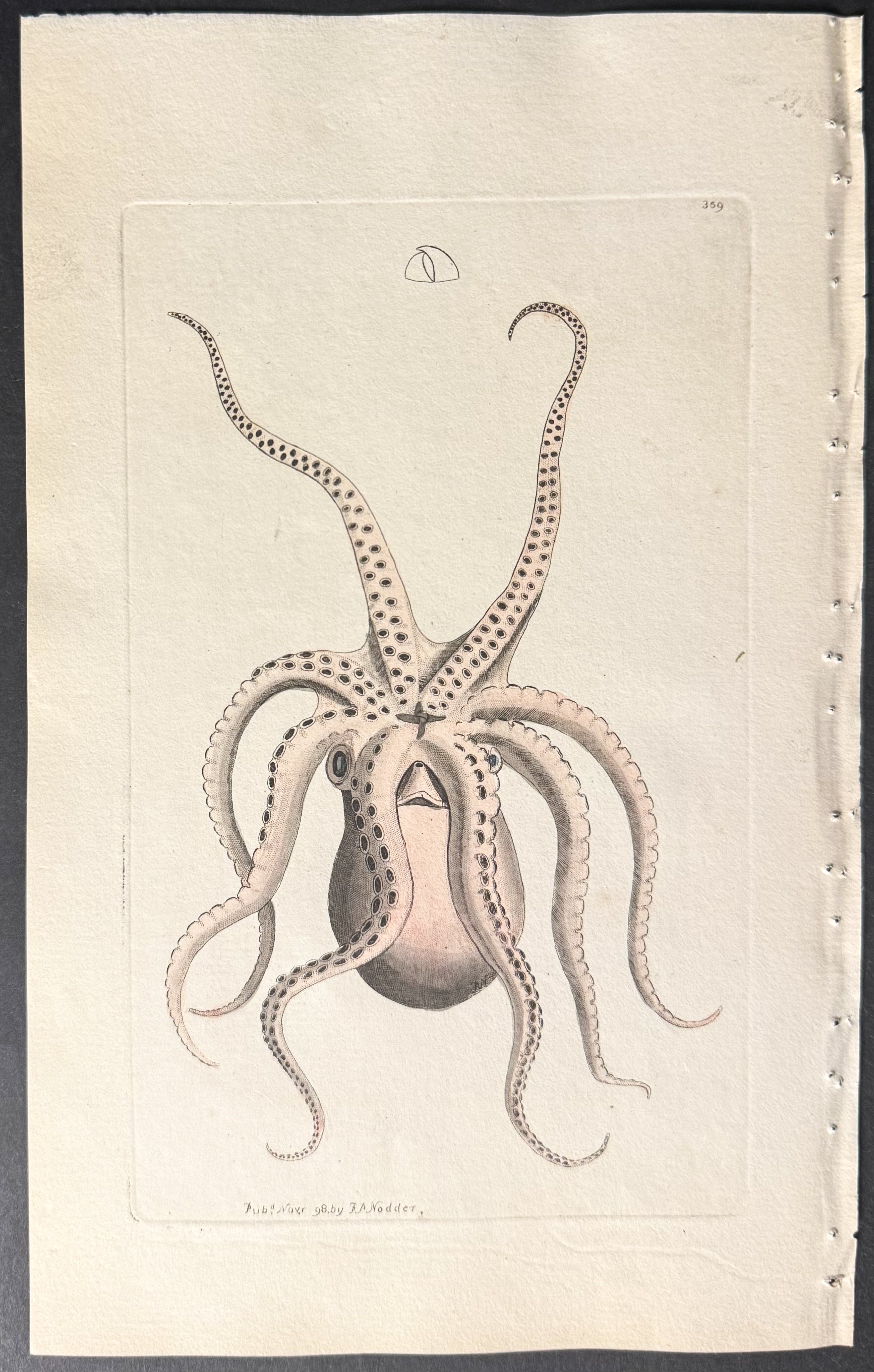 Octopus or Eight-armed Cuttle-fish