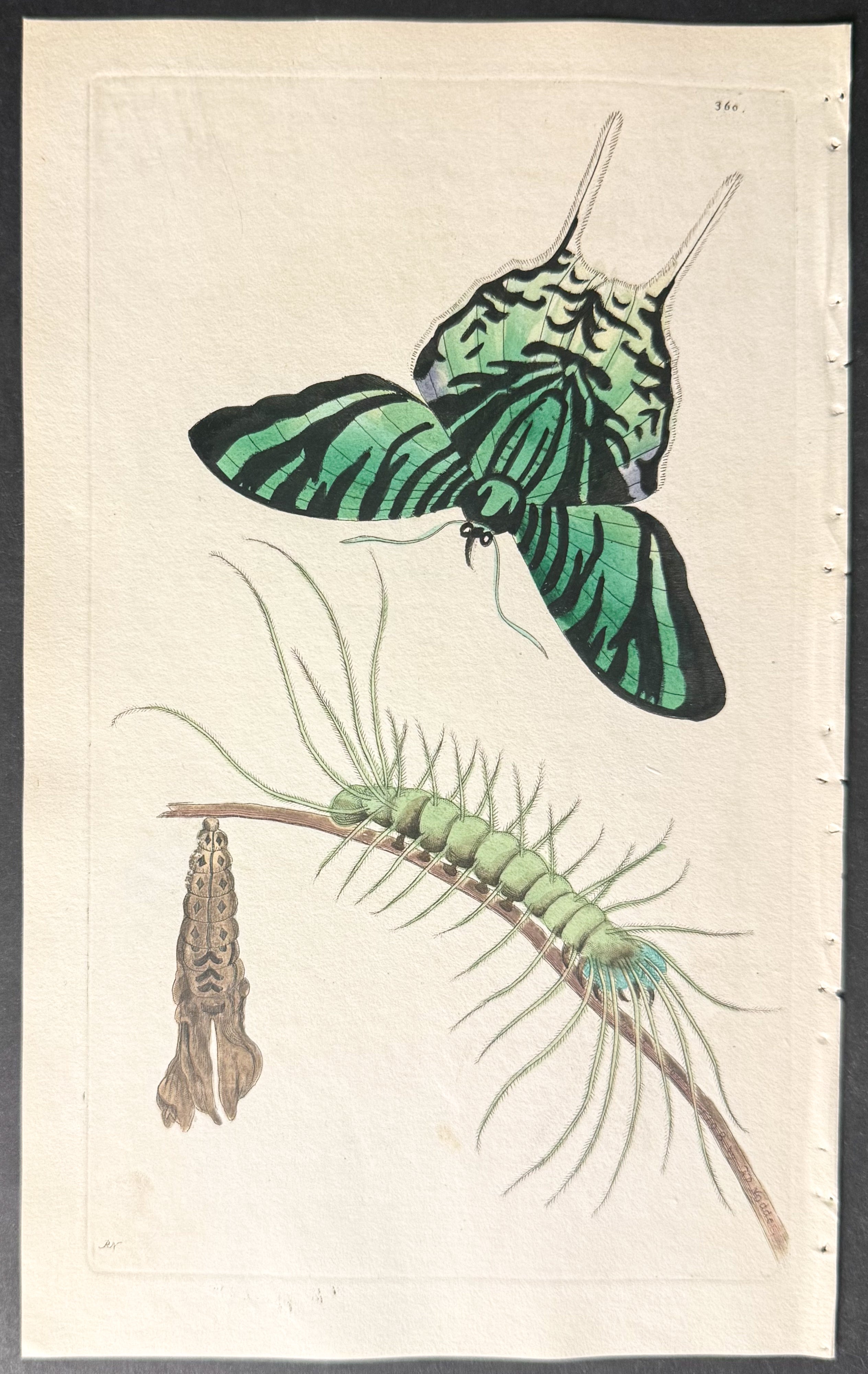 Moth Metamorphosis (Papilio Leilus)