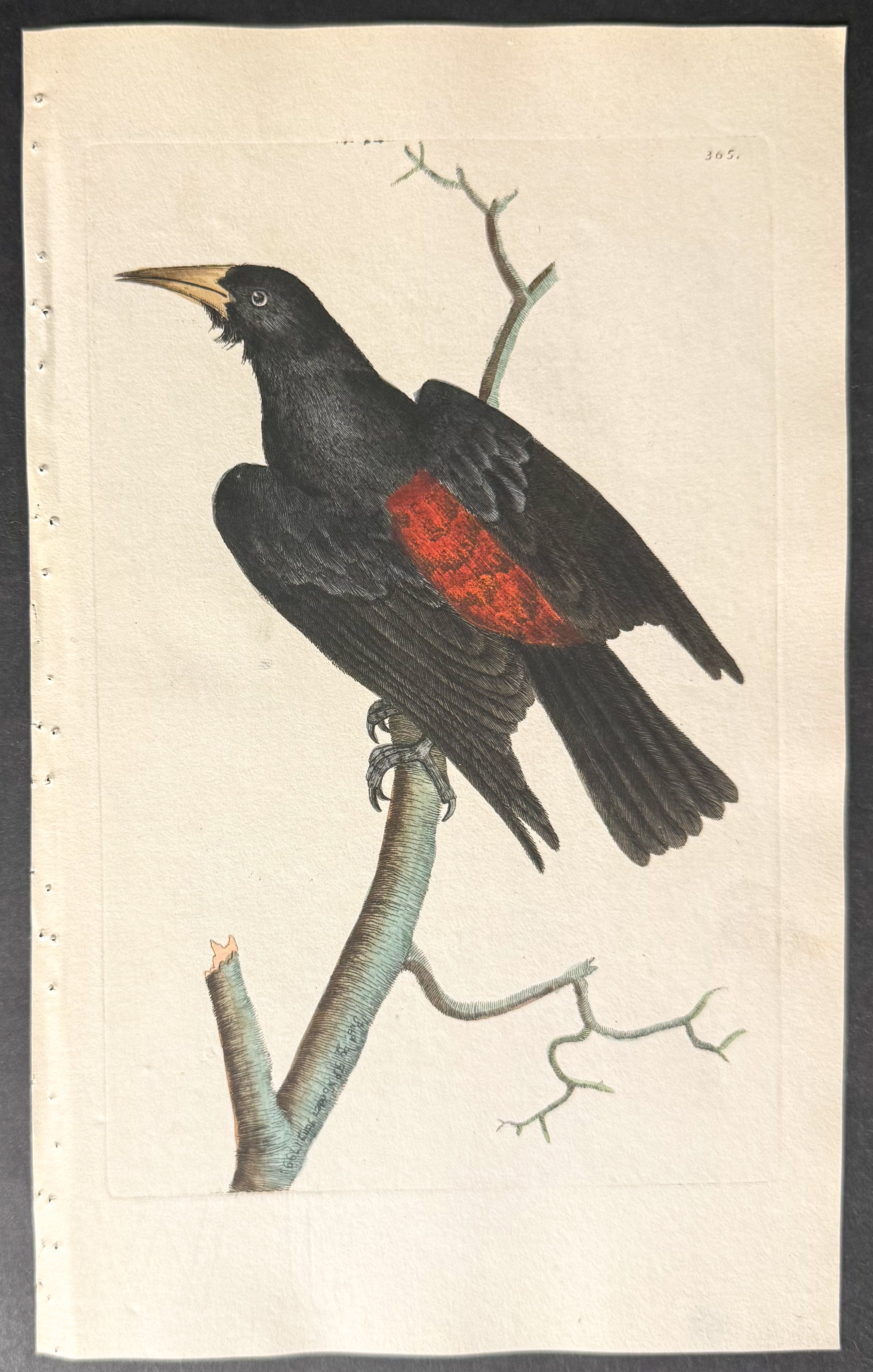 Red-rumped Oriole