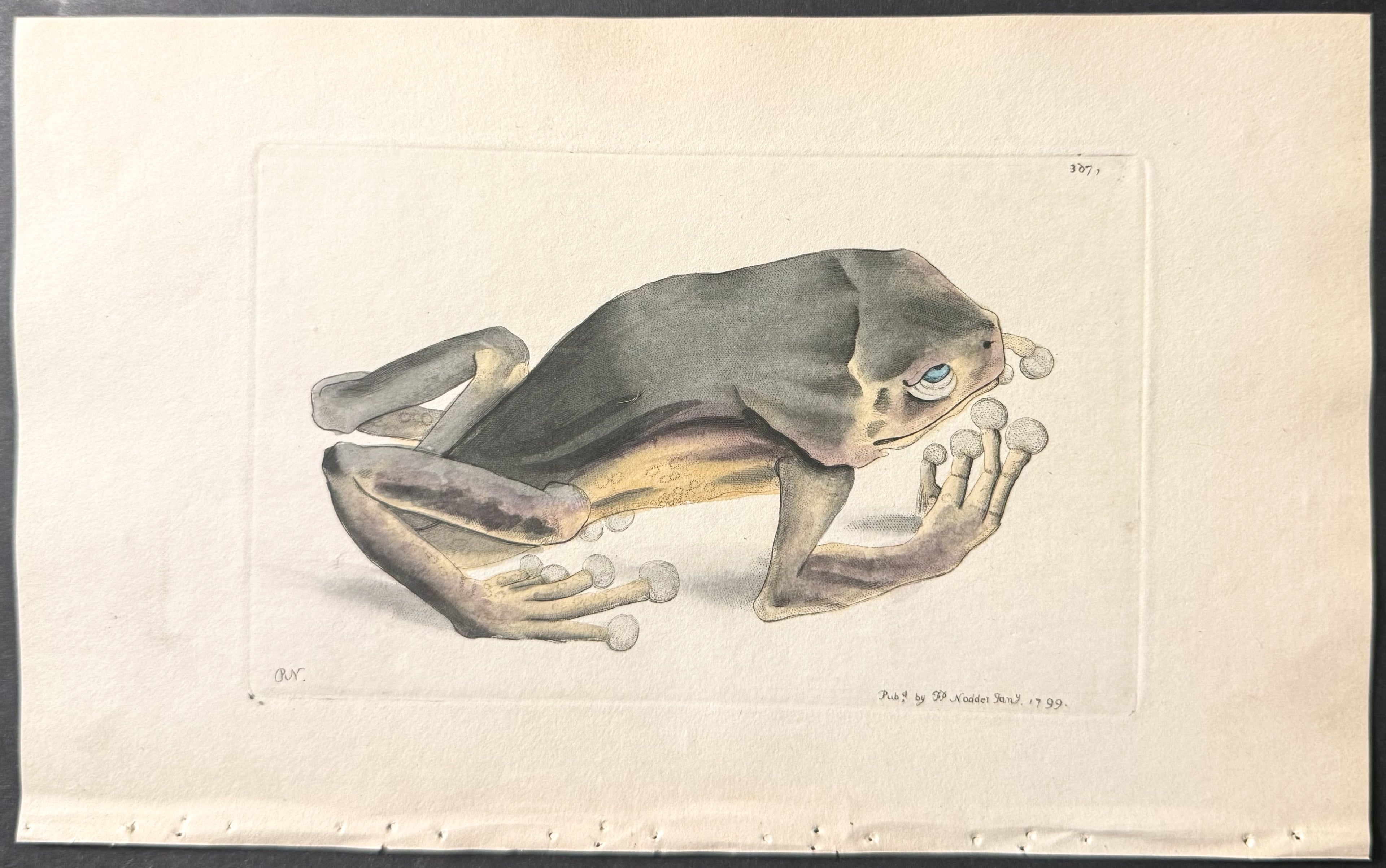Blue-and-Yellow Frog