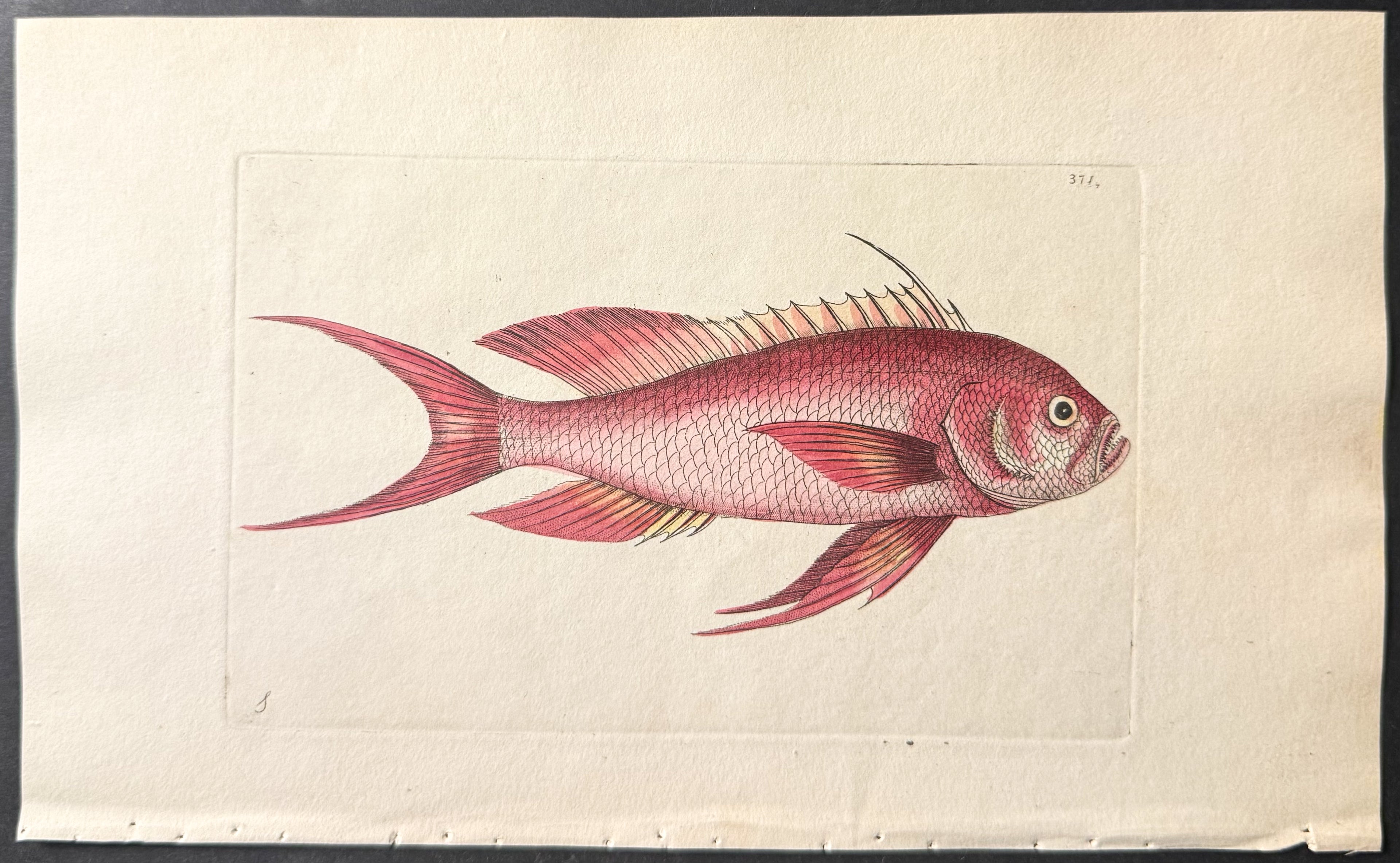 Red Anthias