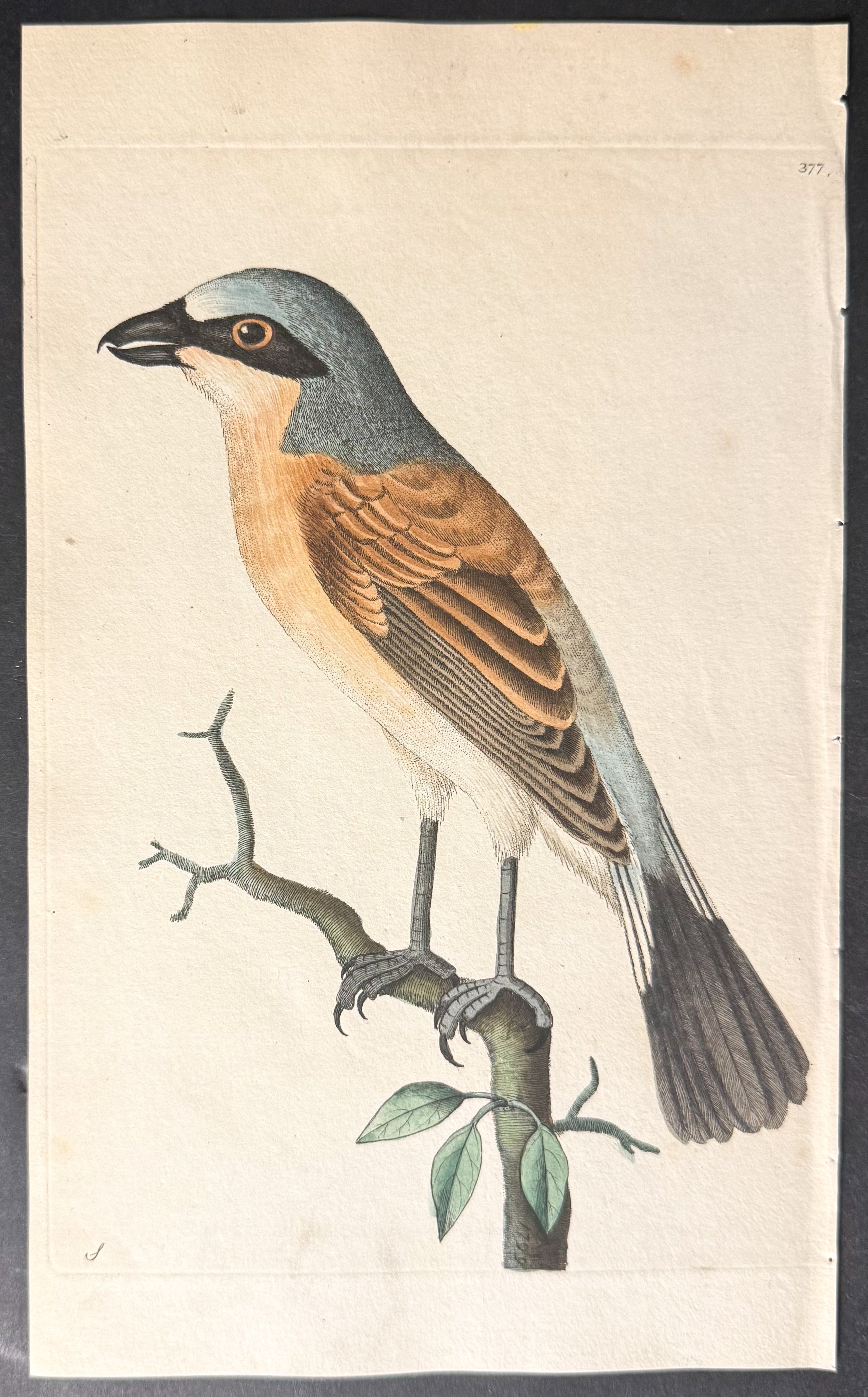 Red-backed Shrike