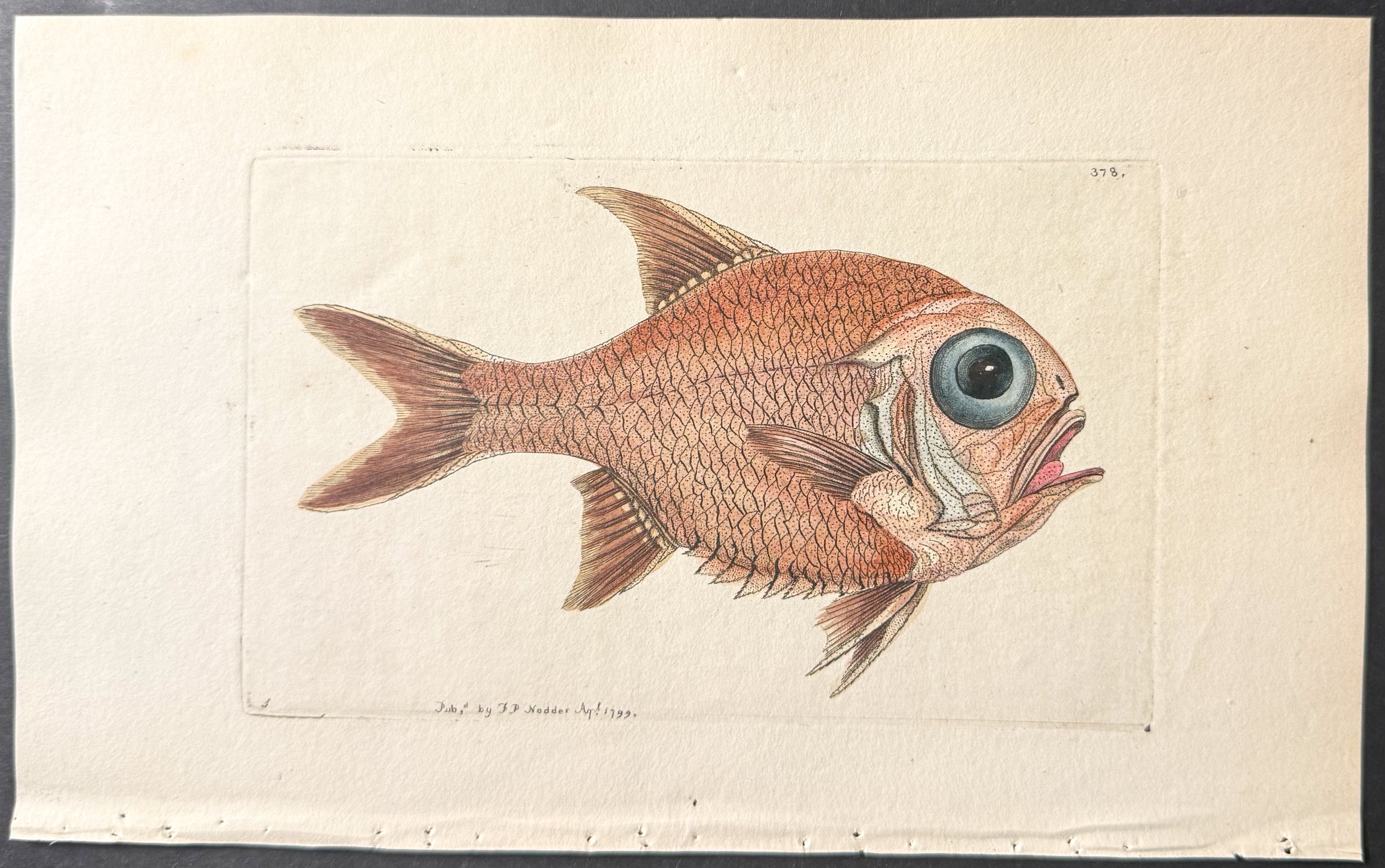 Southern Trachichthys