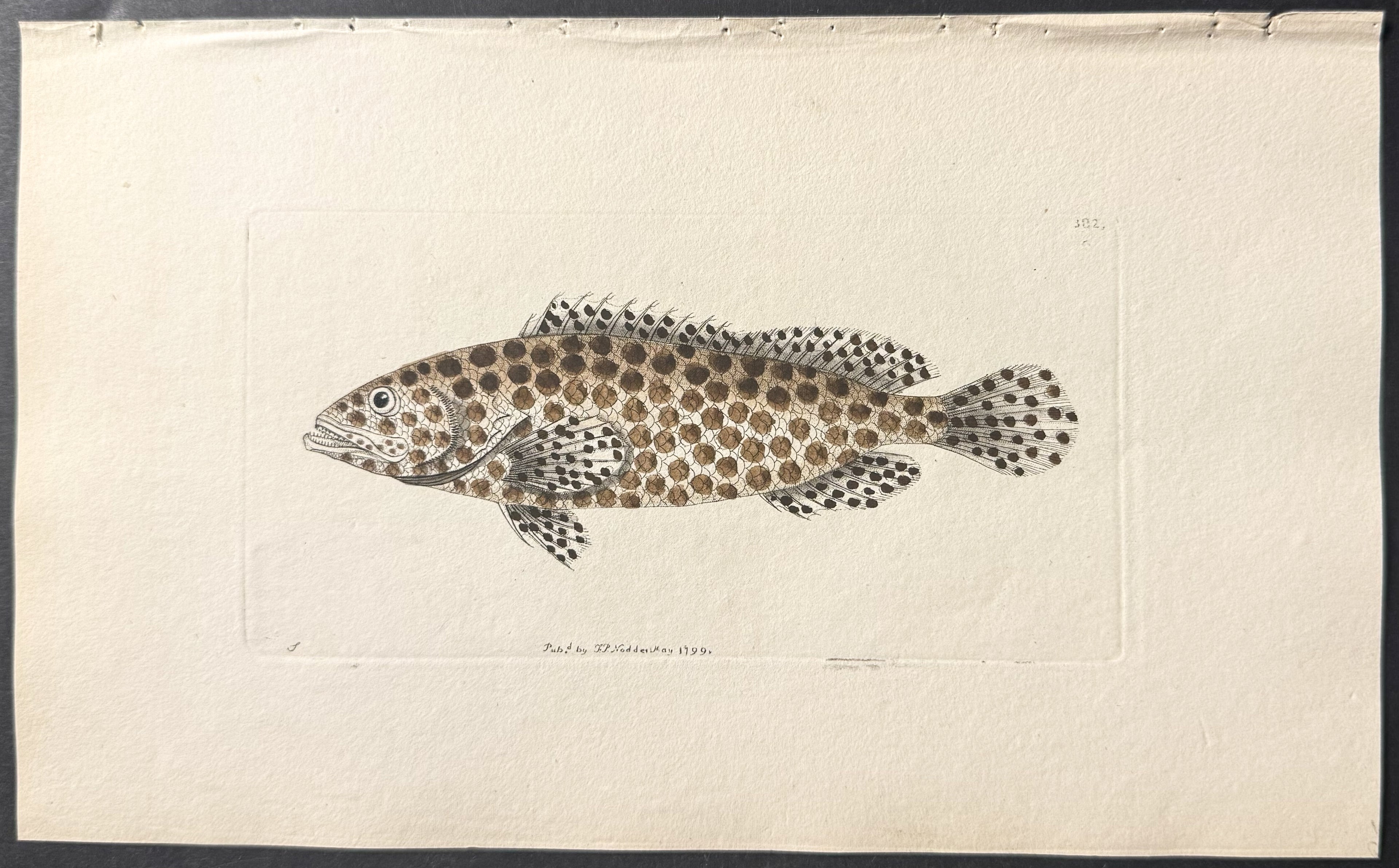 Spotted Epinephelus or Coral