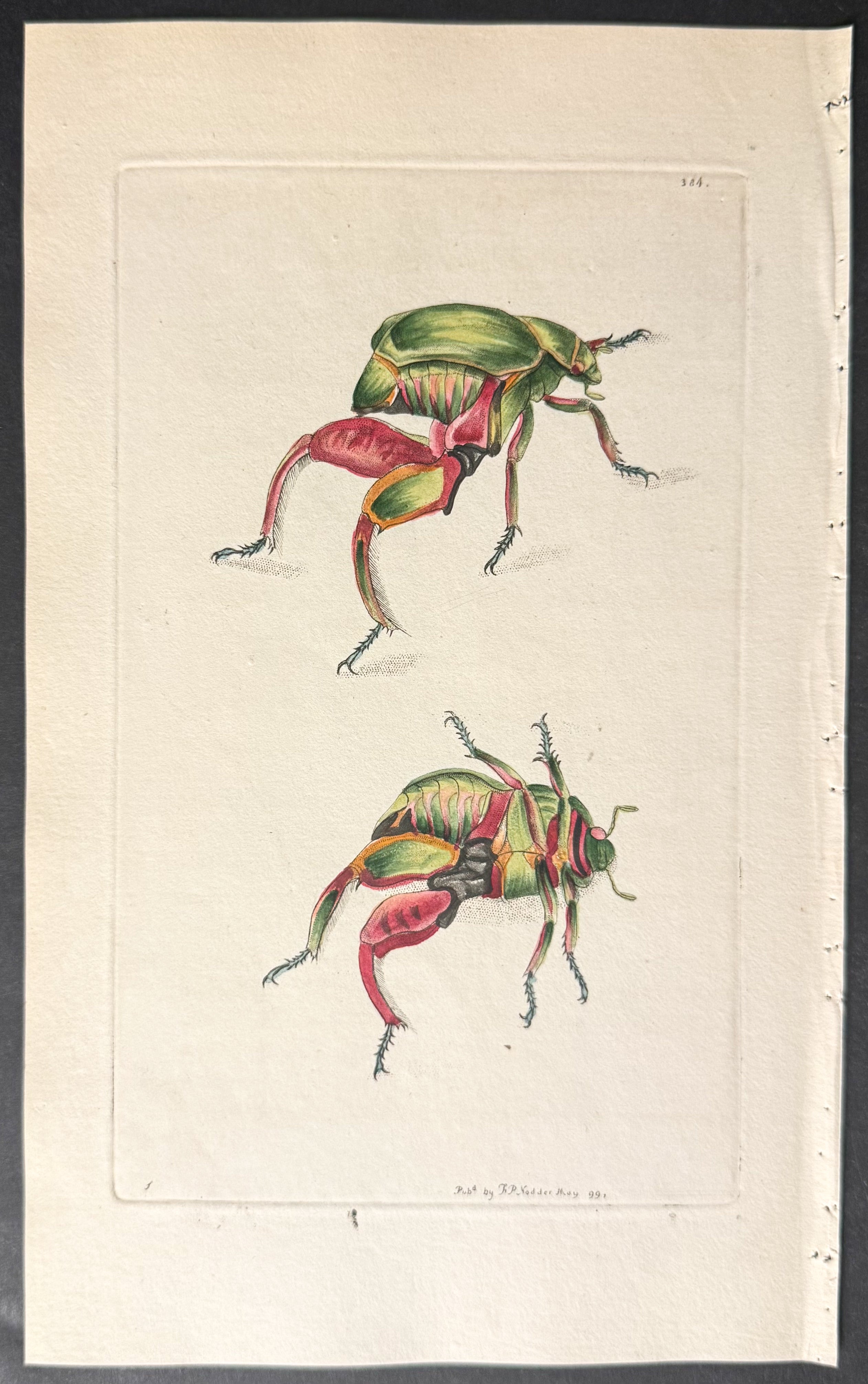 Kanguroo Beetle