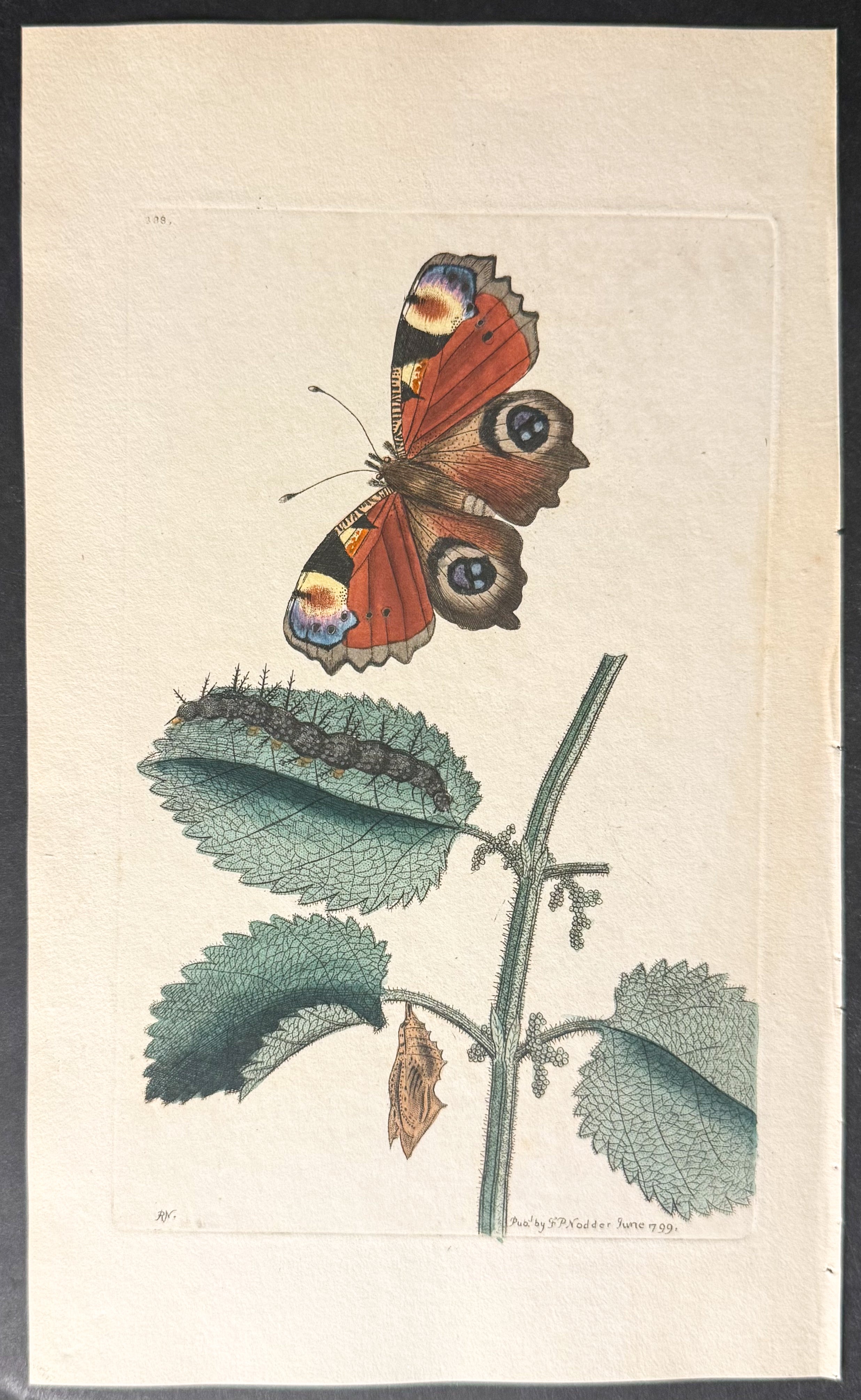 Peacock Butterfly