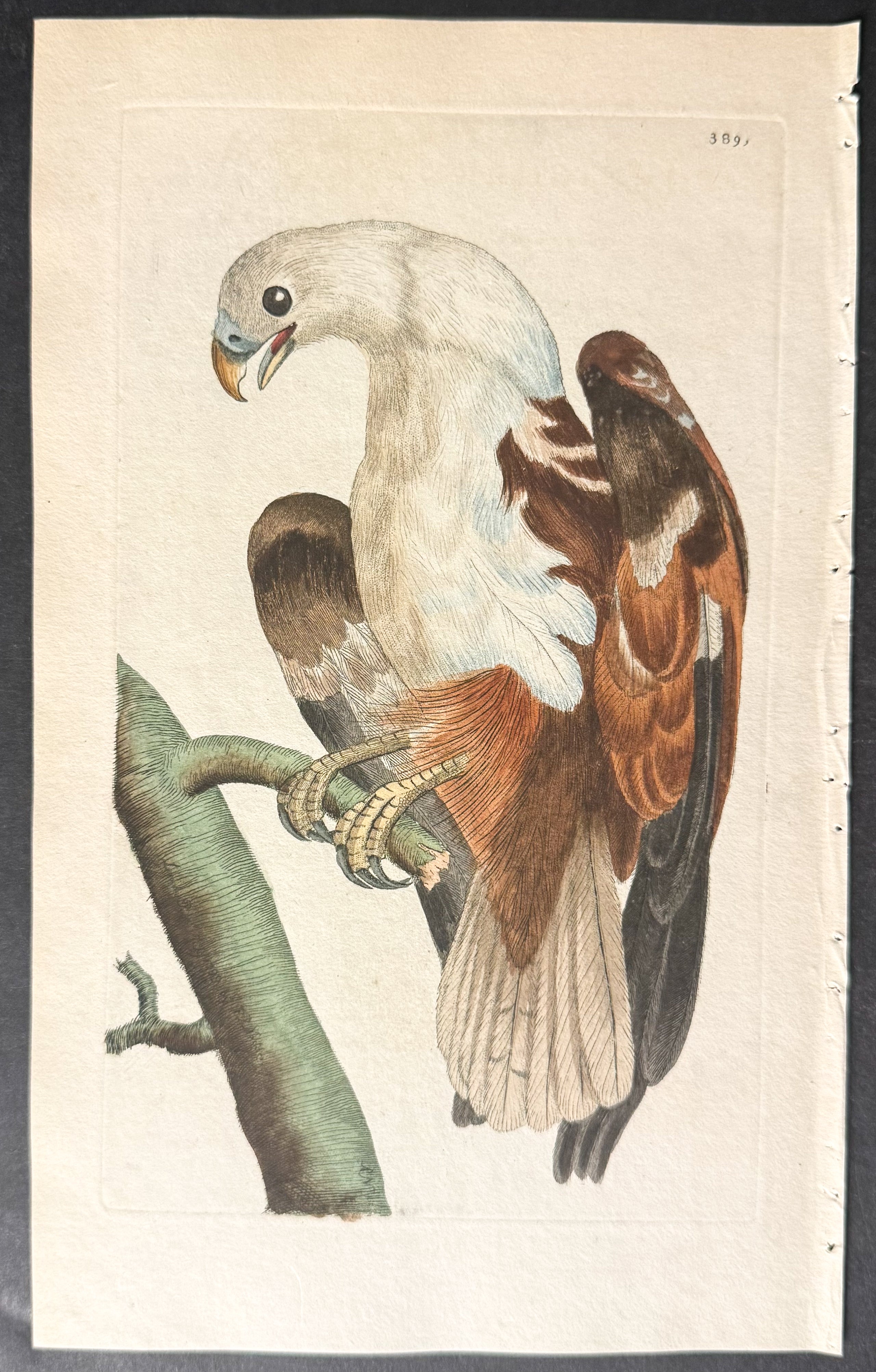 Pondicherry Eagle
