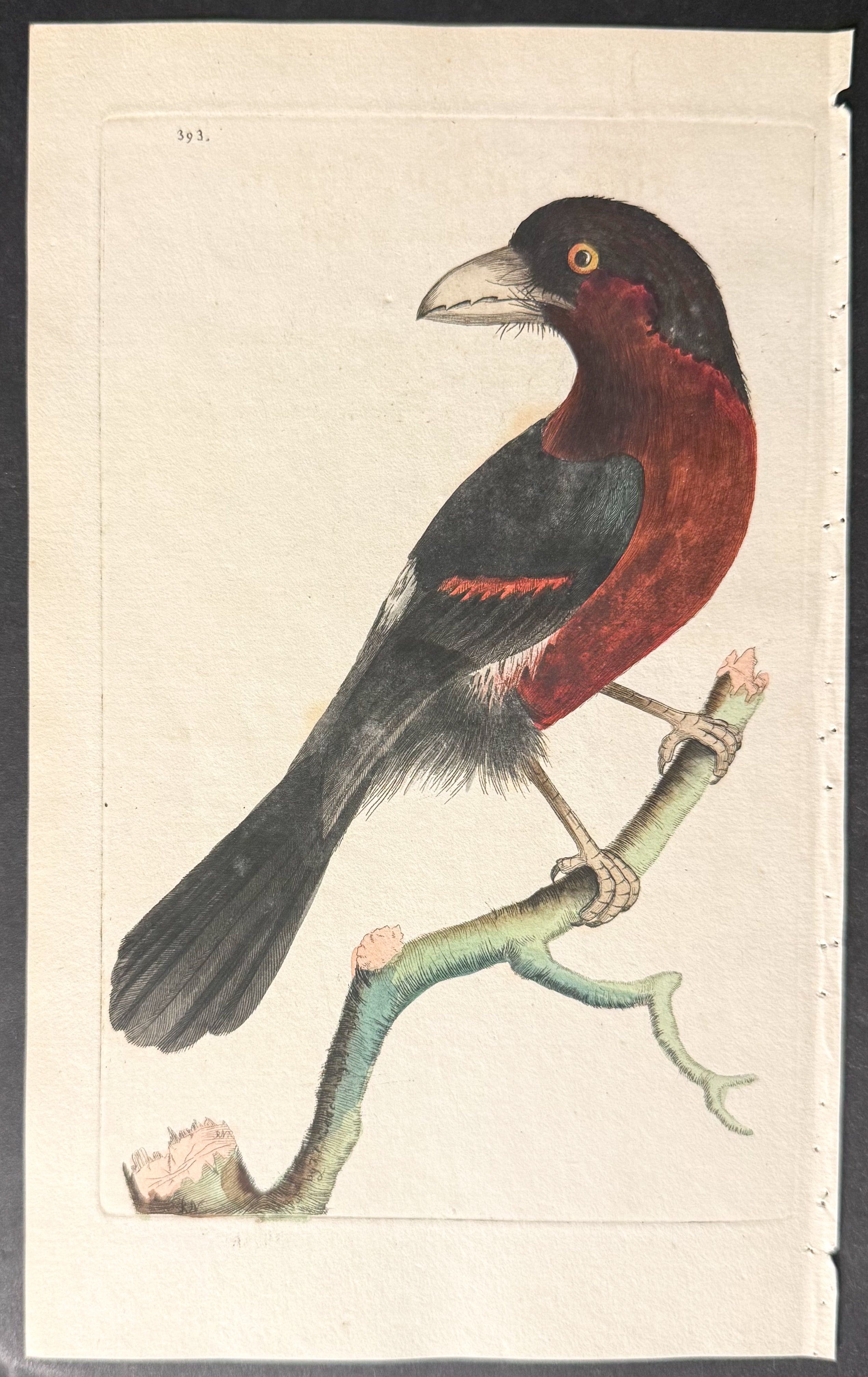 Tooth-billed Barbet
