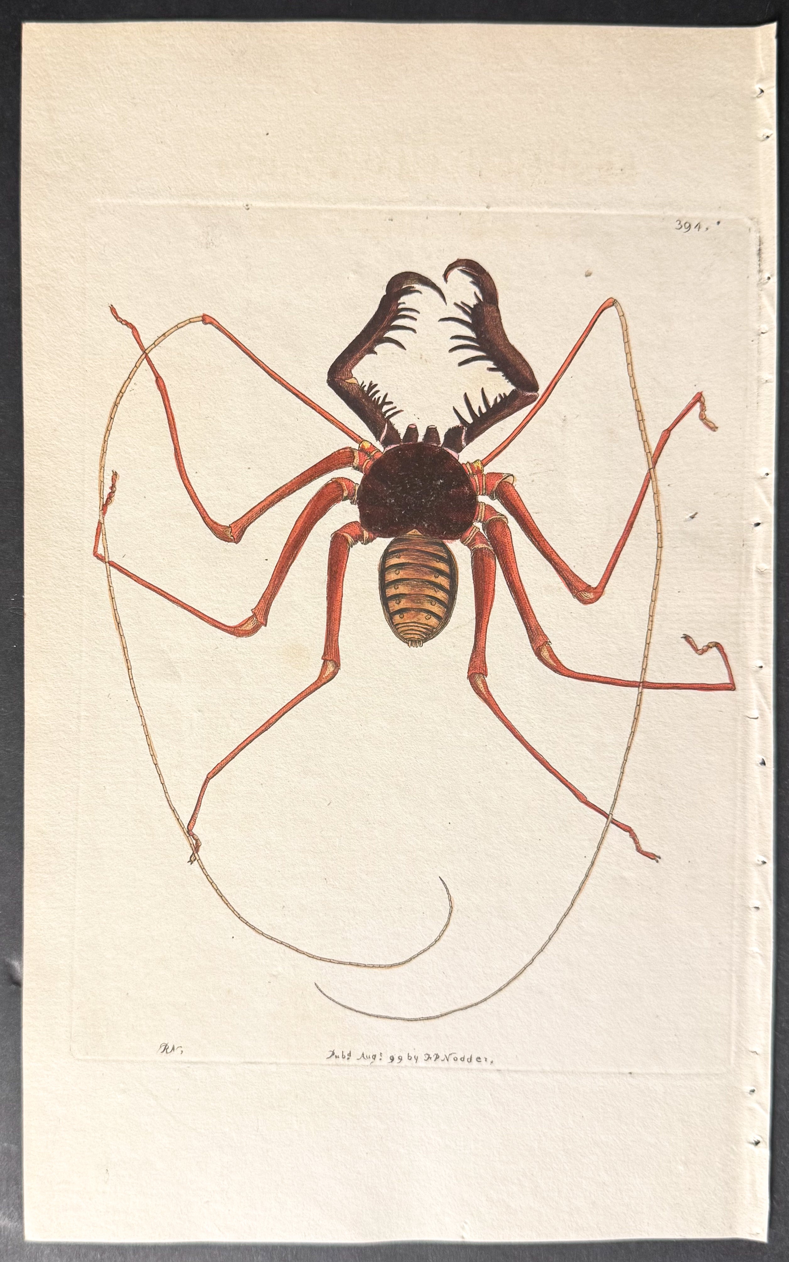 Reniform Phalangium