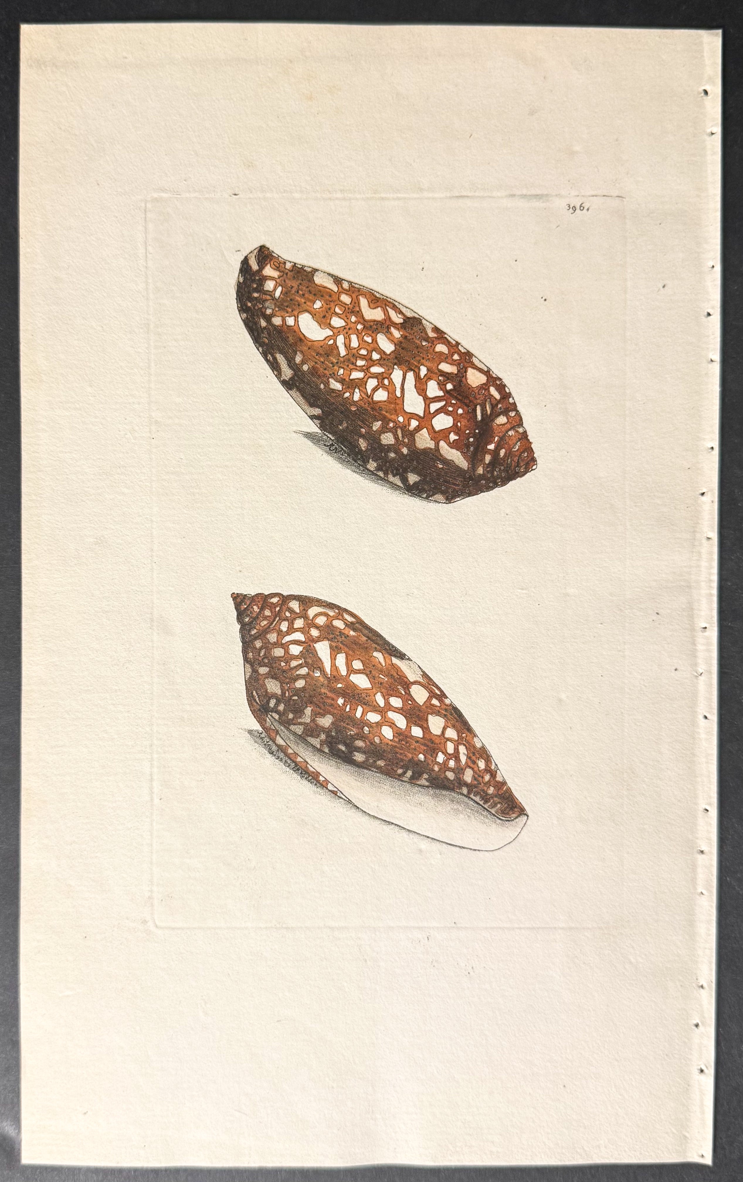 Porphyry Cone Shell