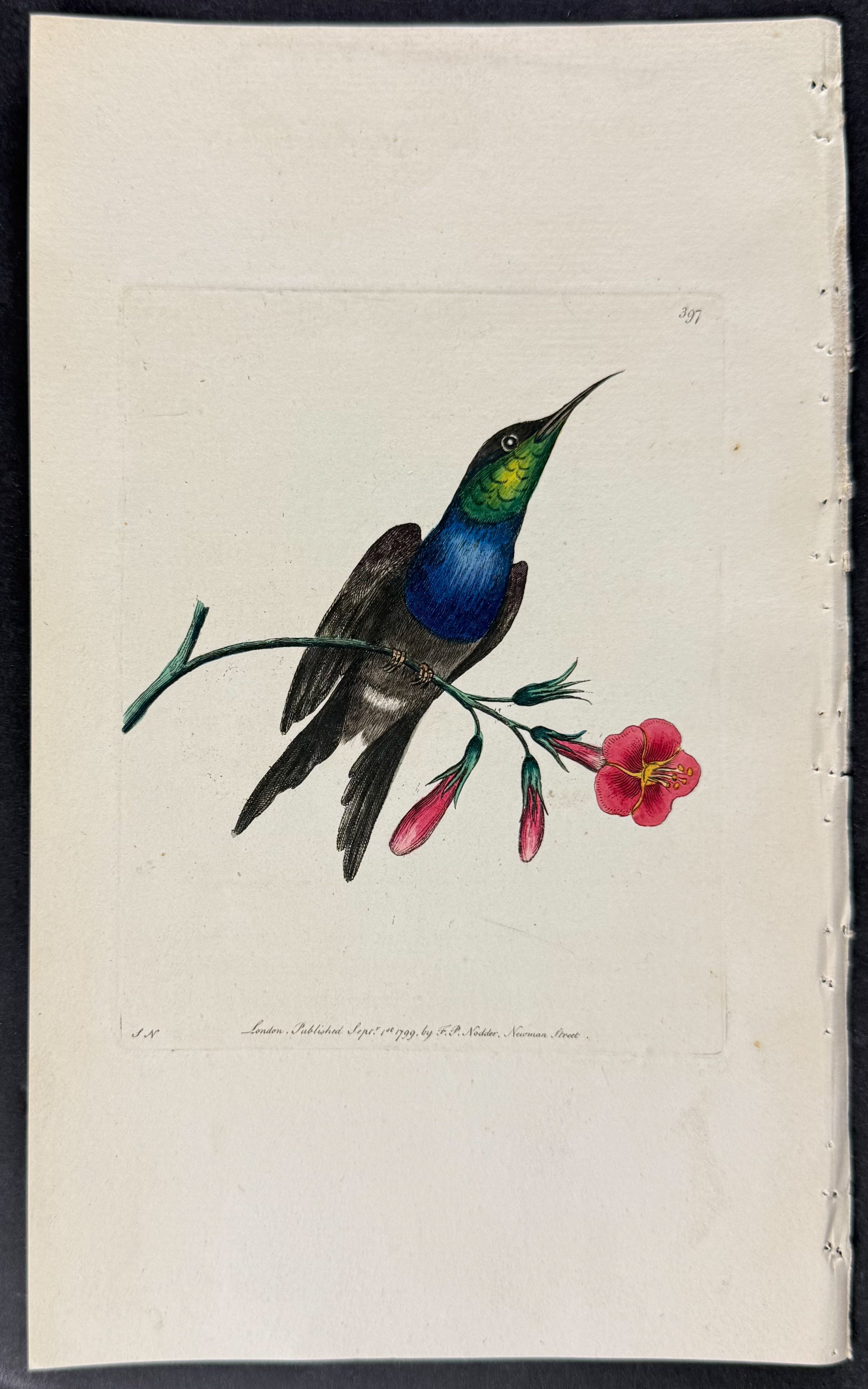 Furcated Hummingbird