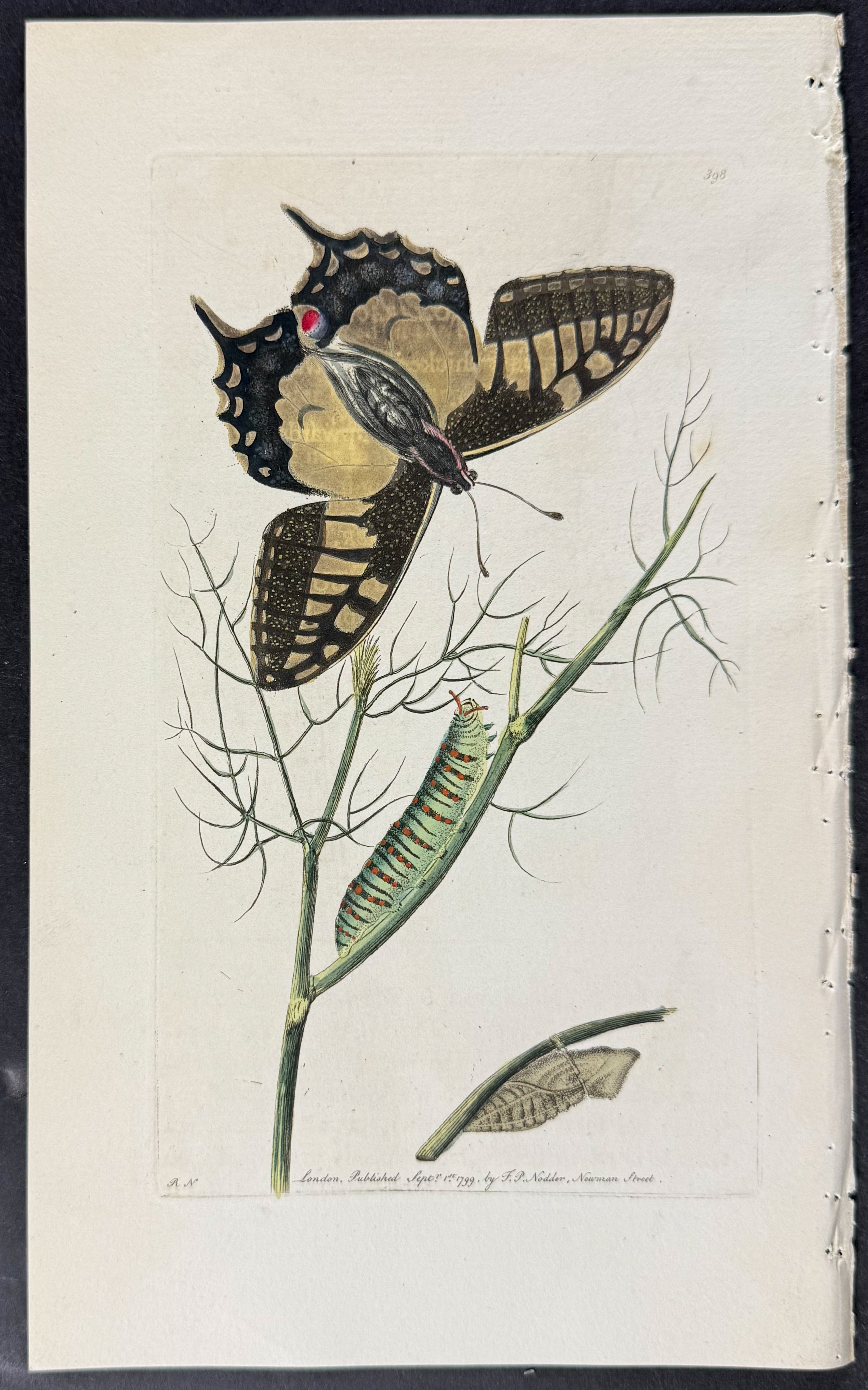 Papilio Machaon - Butterfly Metamorphosis