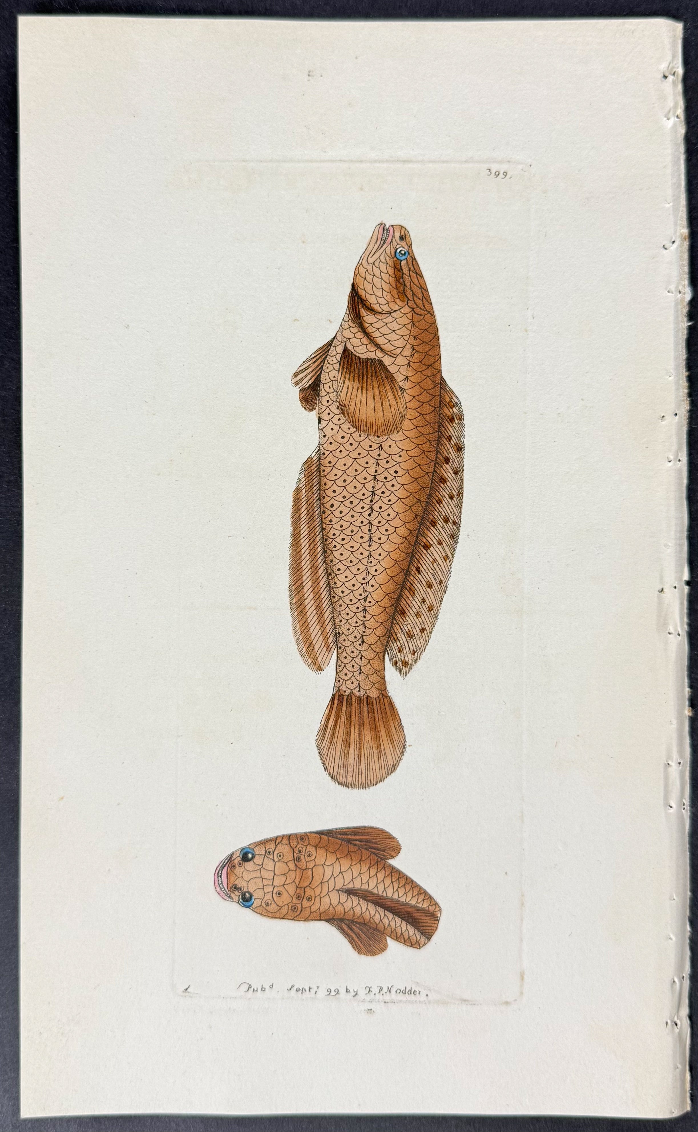 Punctated Ophicephalus