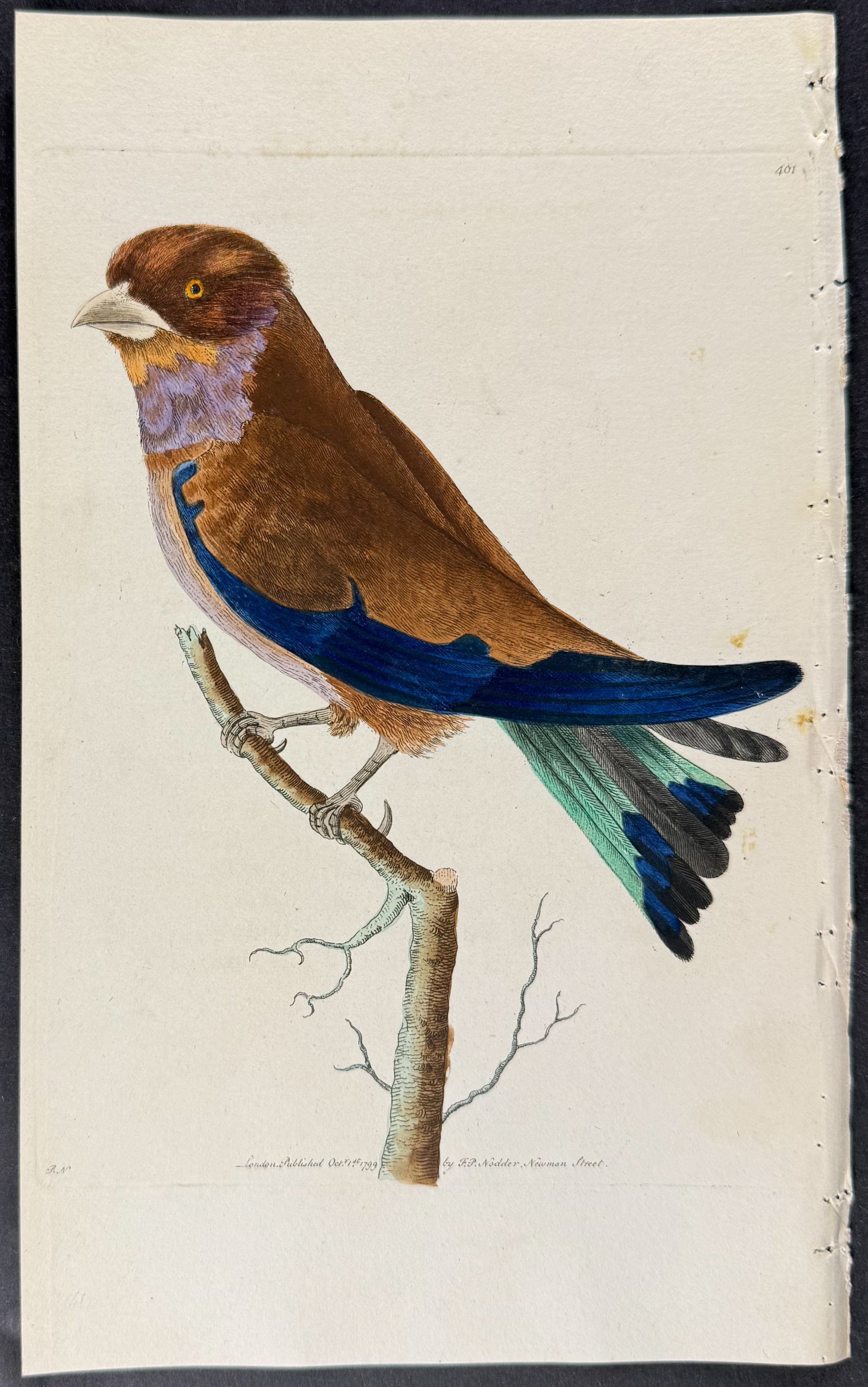 African Roller