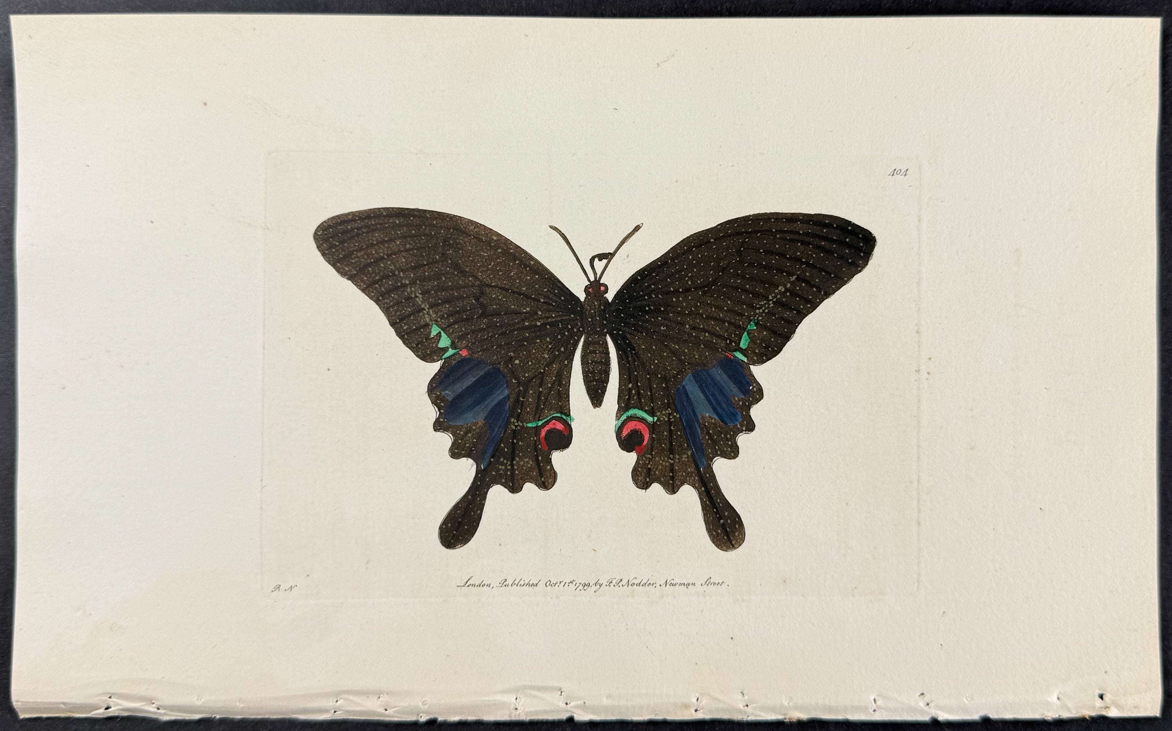Papilio Paris - Moth