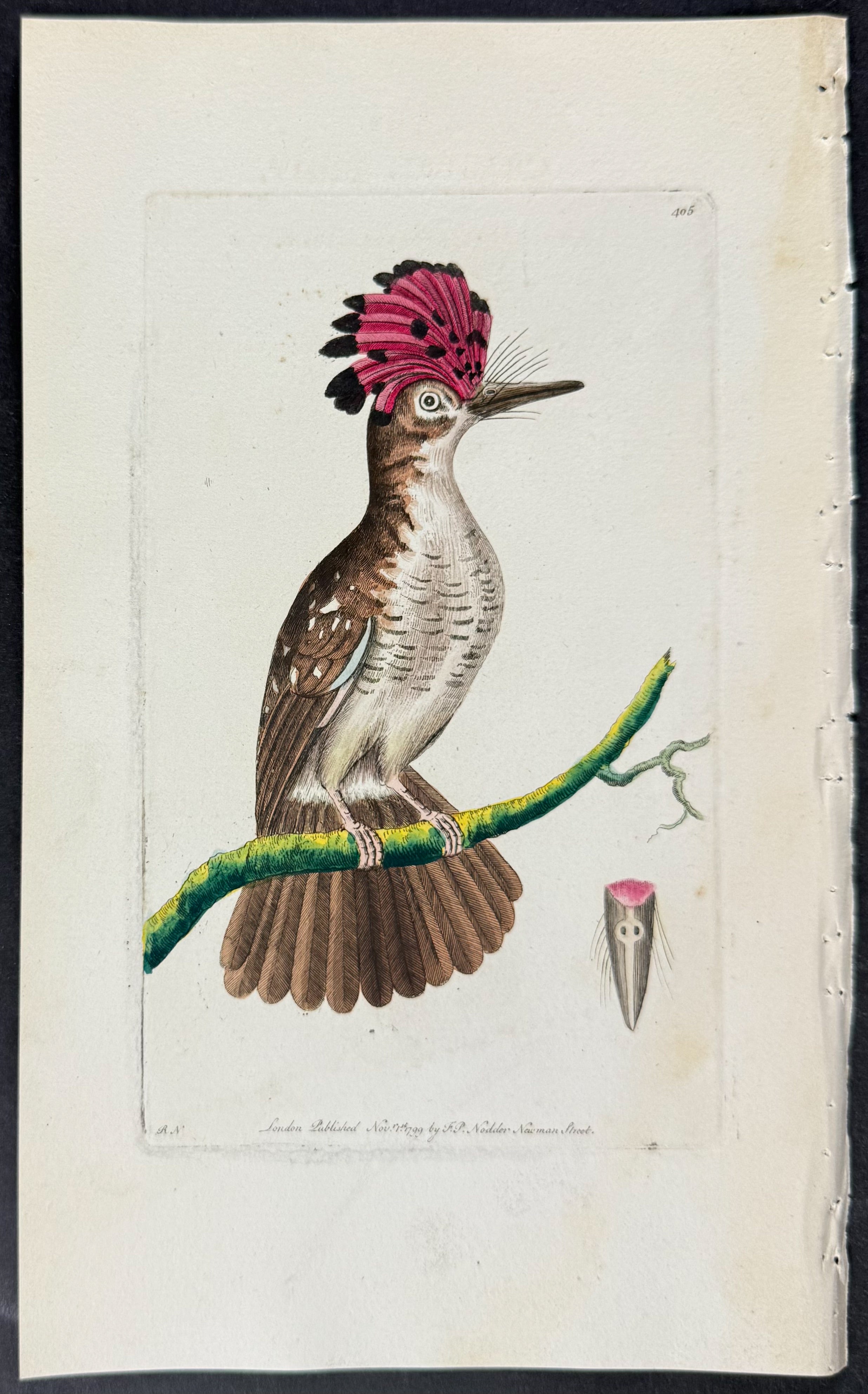 Crested Tody