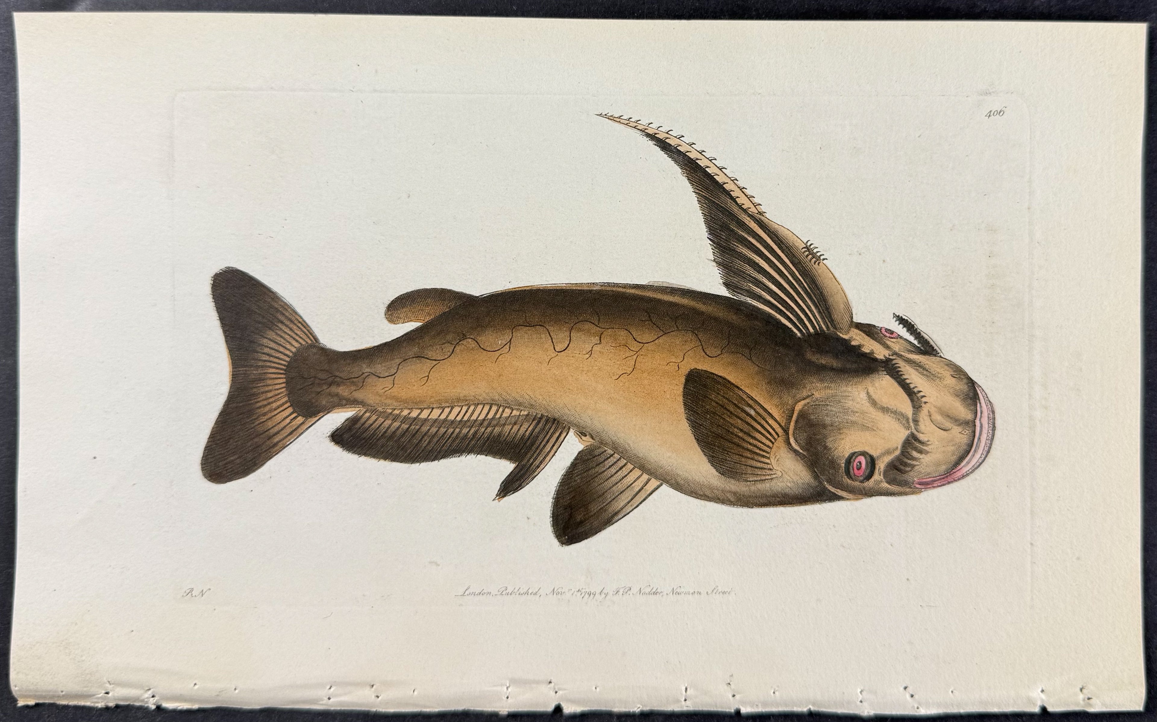 Military Silurus