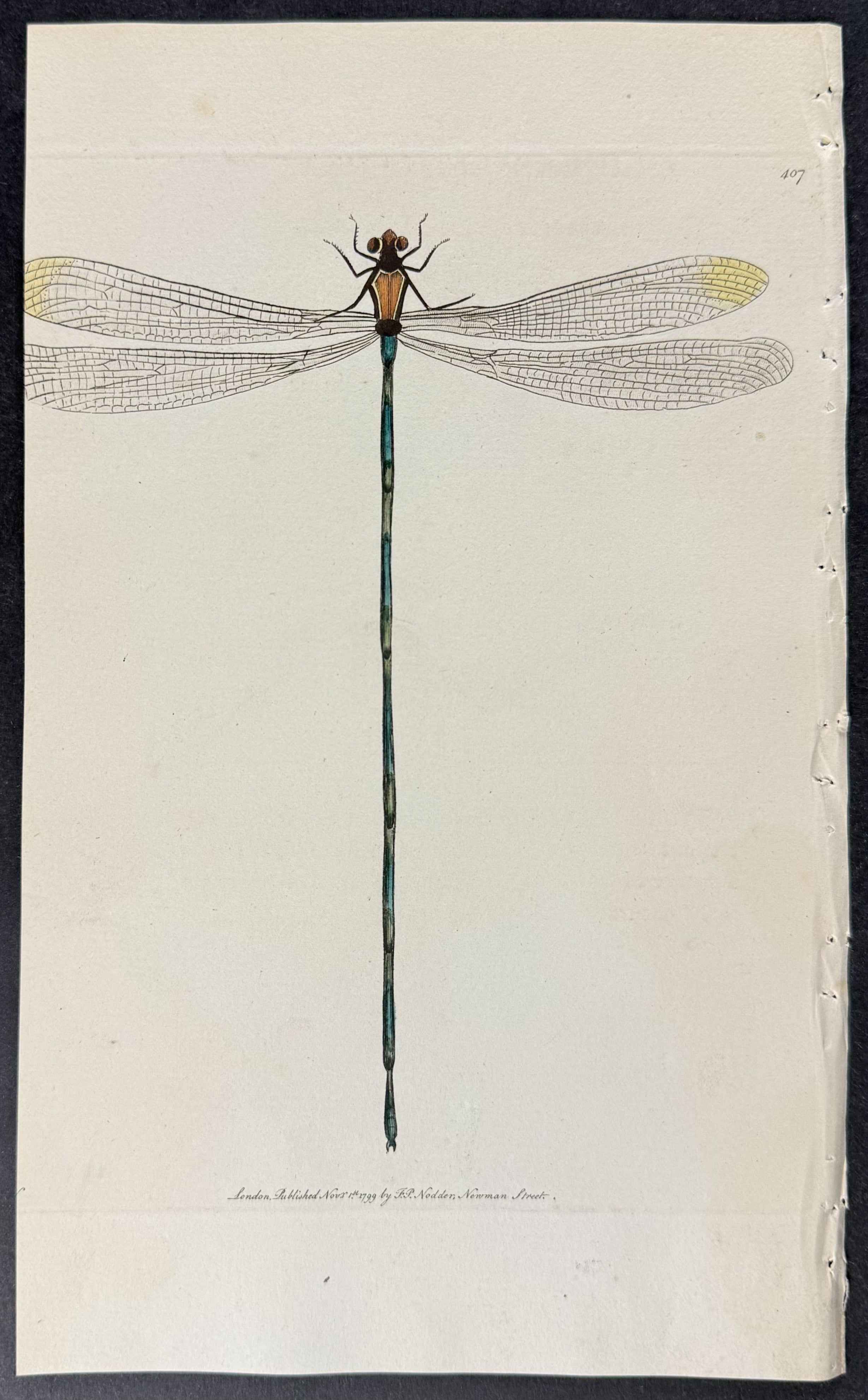 Linear Libellula or Dragonfly