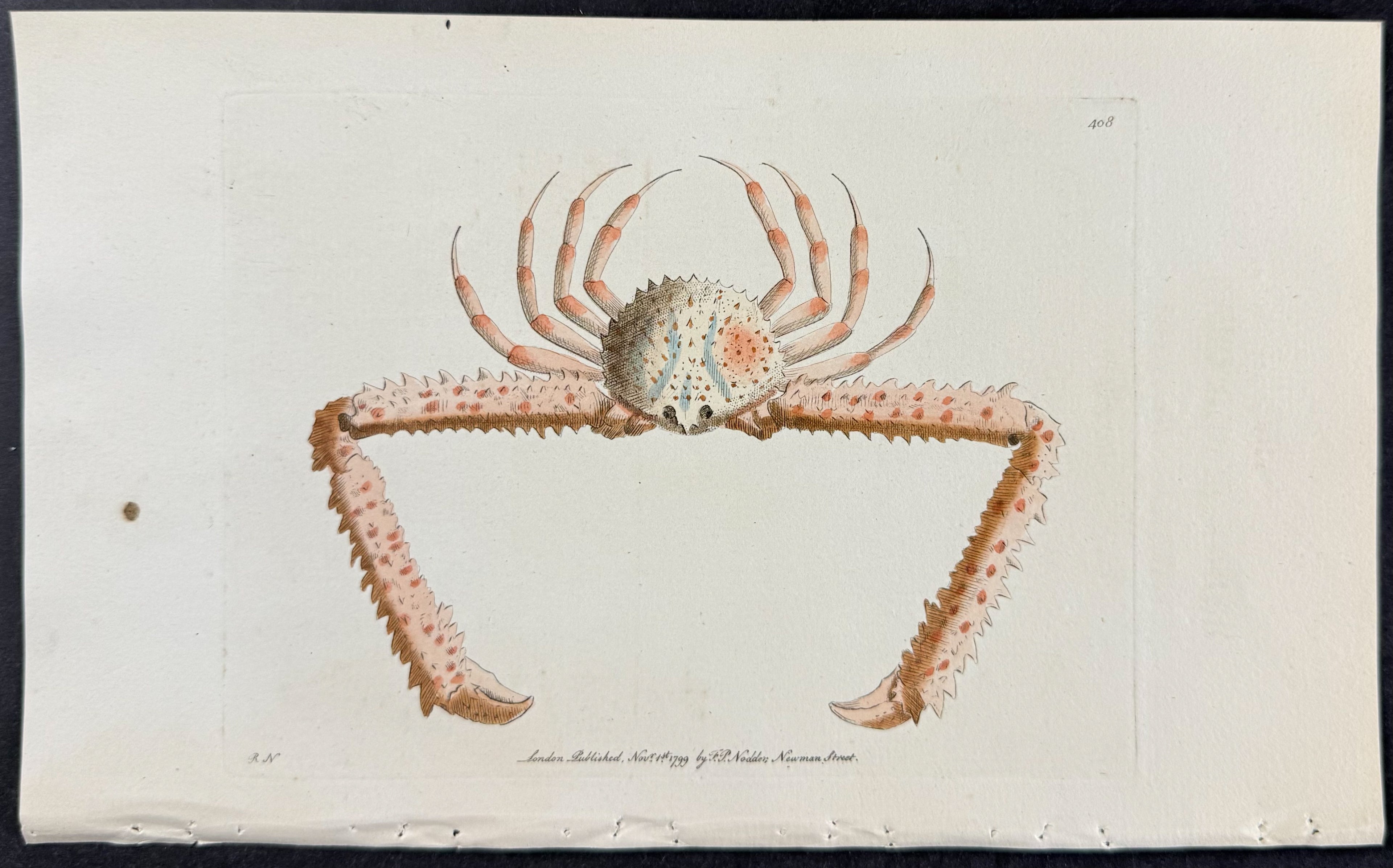 Scarlet Hydrachna or Crab