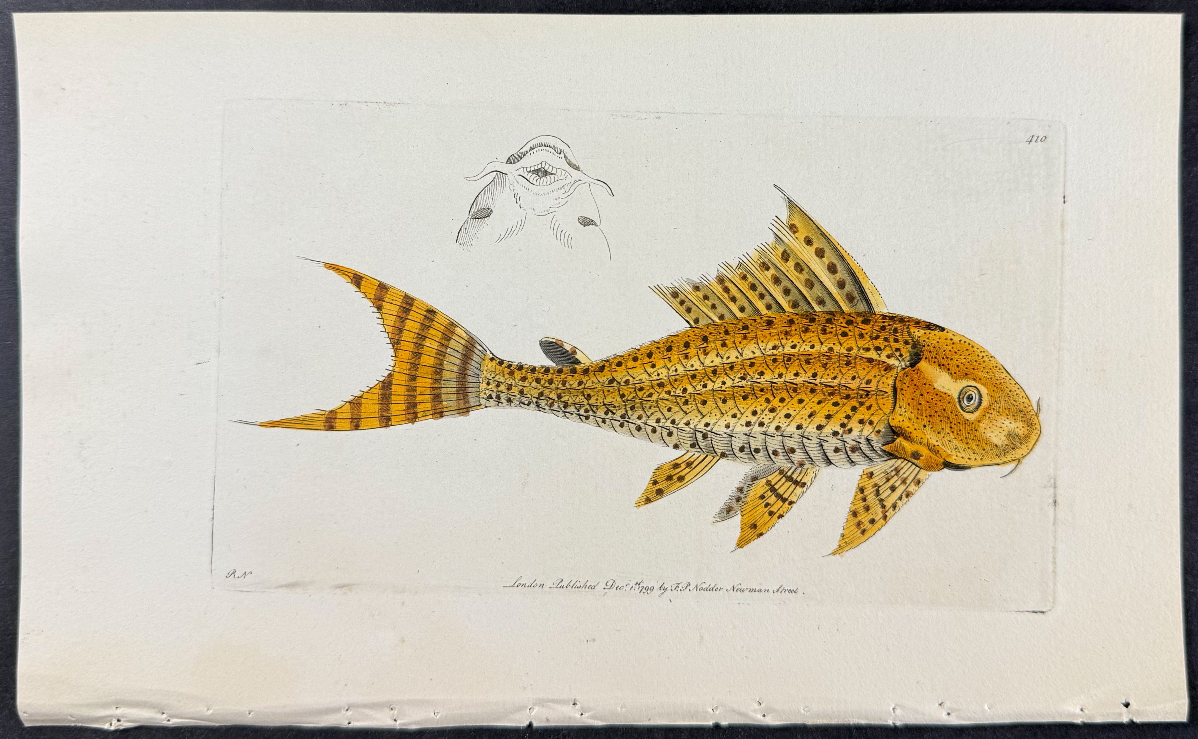 Yellow Loricaria