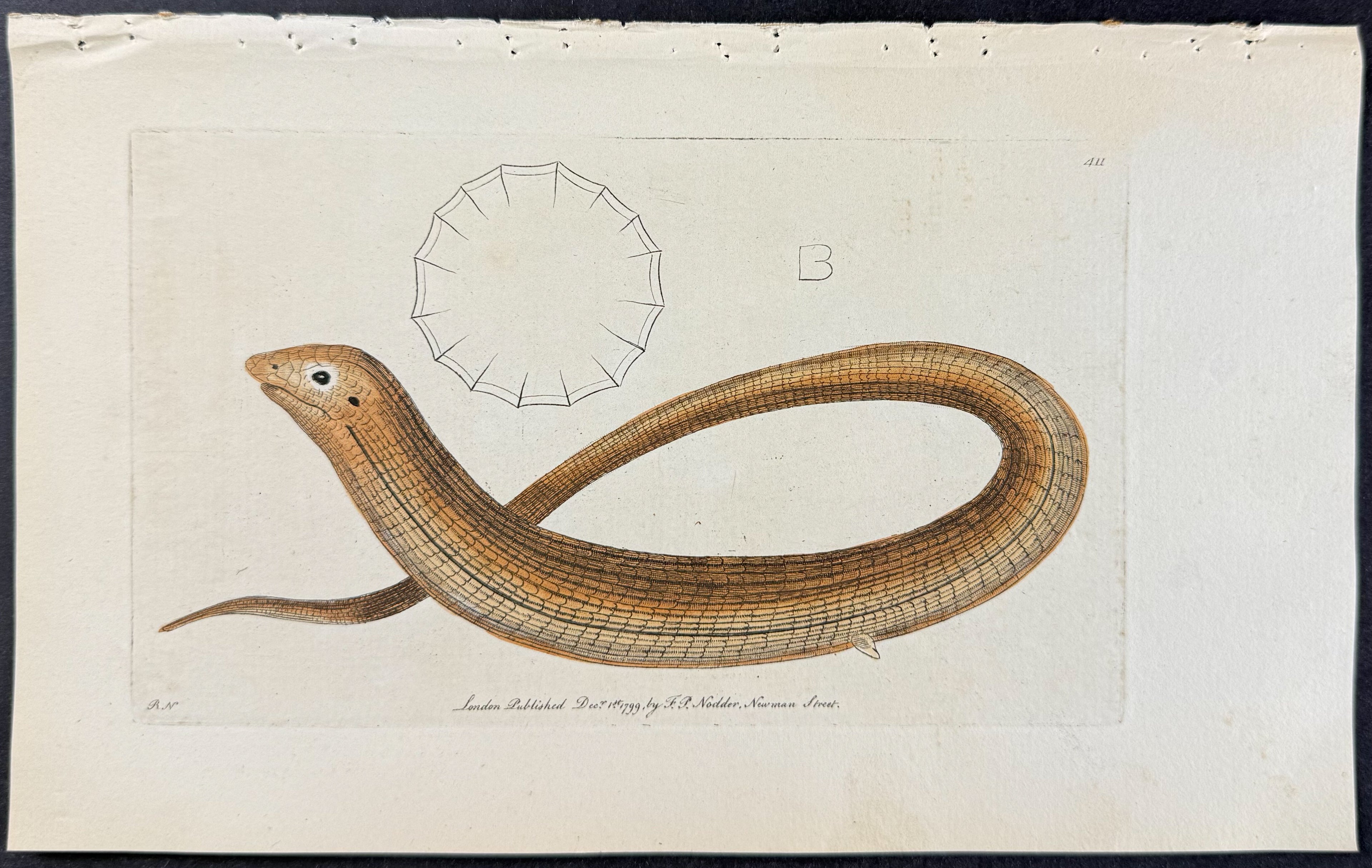 Apodal Lizard