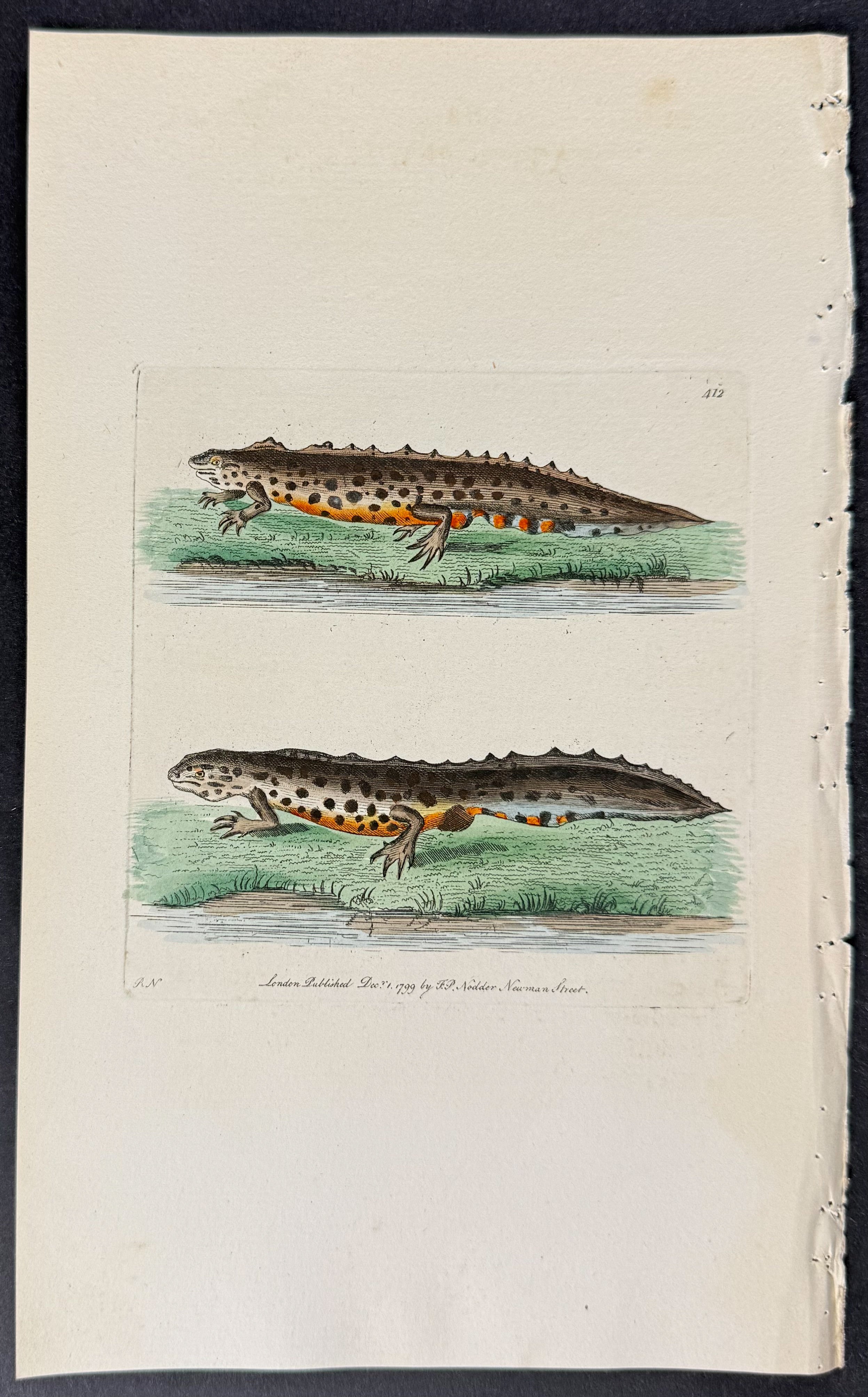 Water-Newt