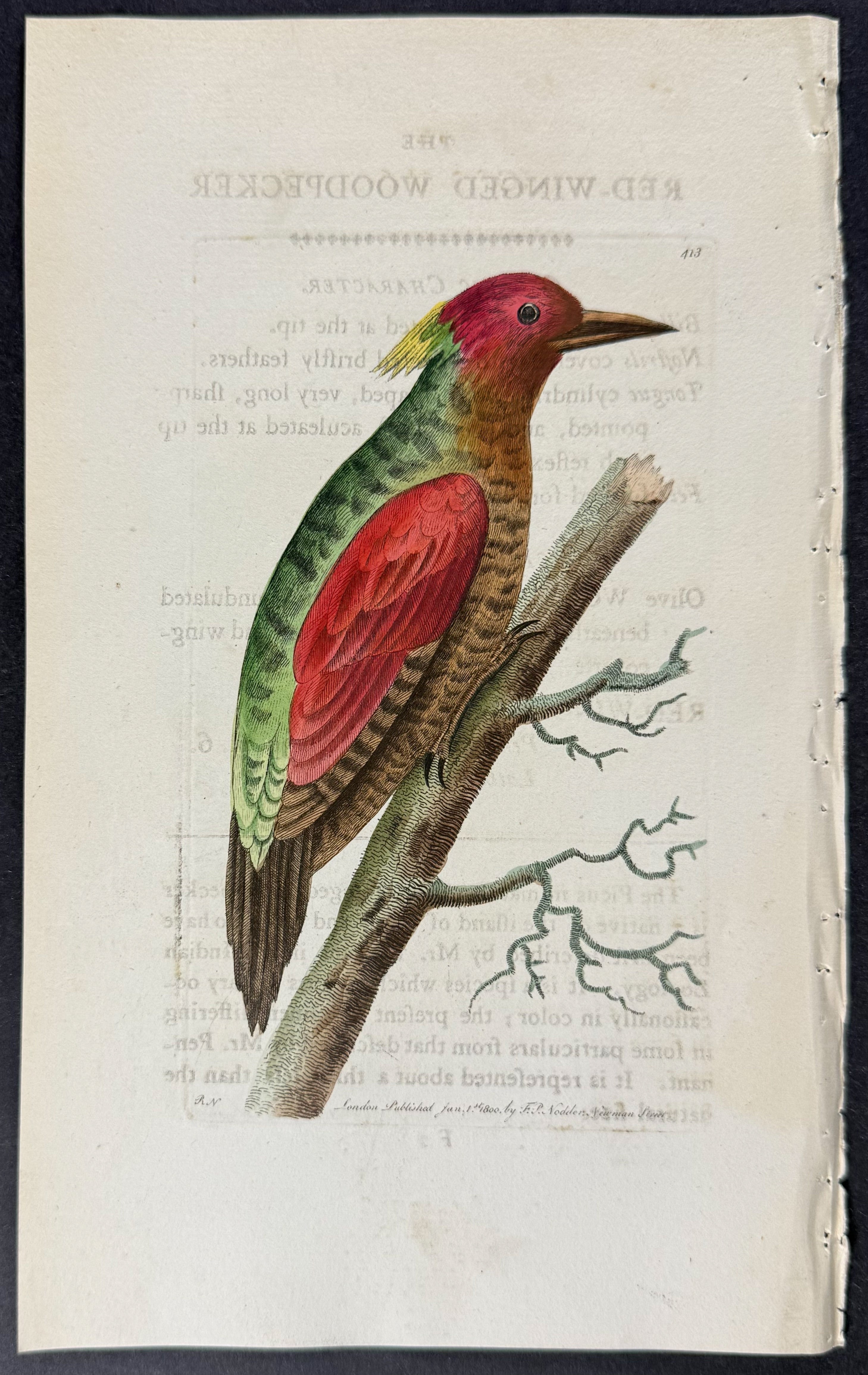 Red-winged Woodpecker