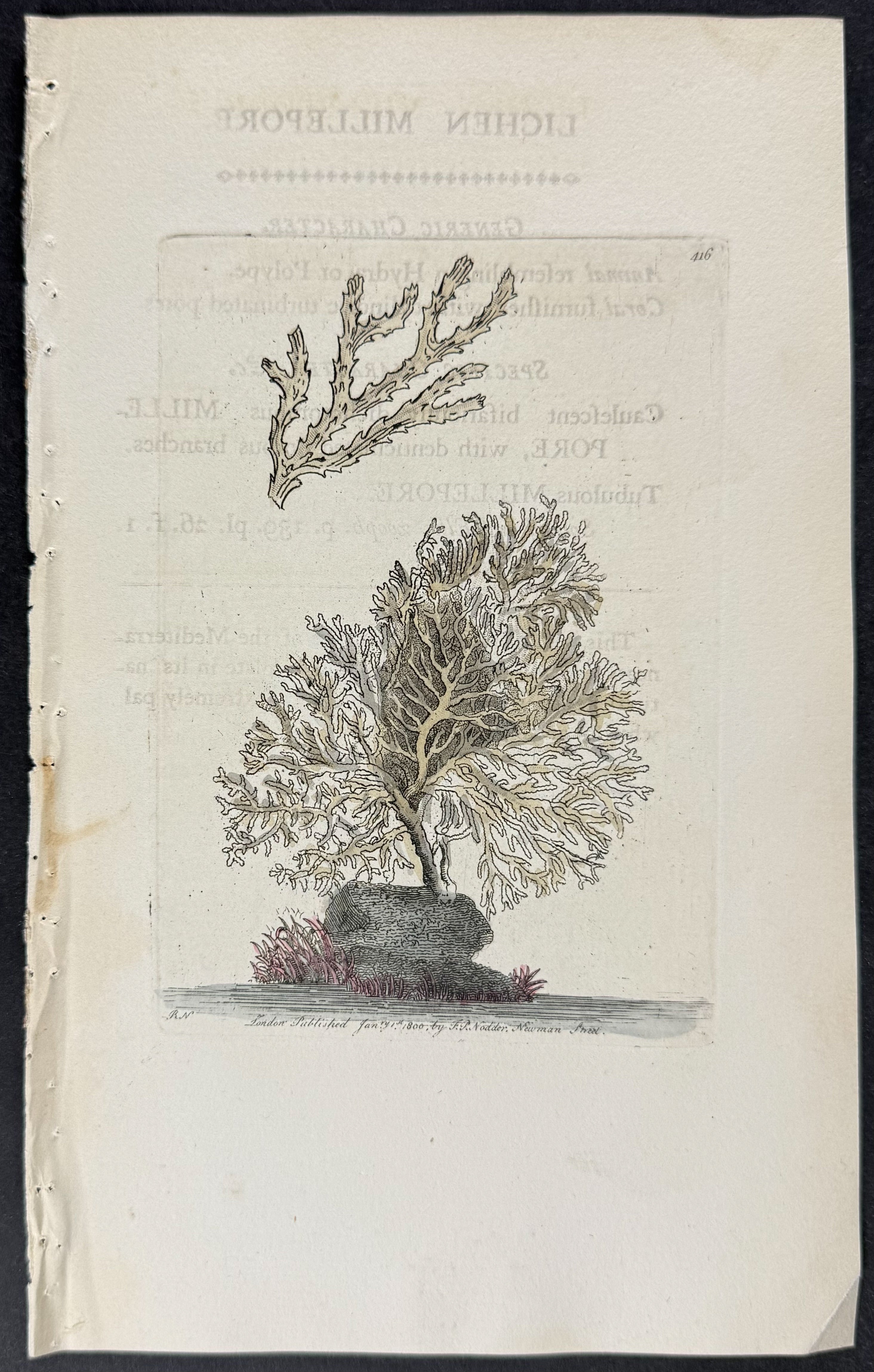 Lichen Millepore or Coral
