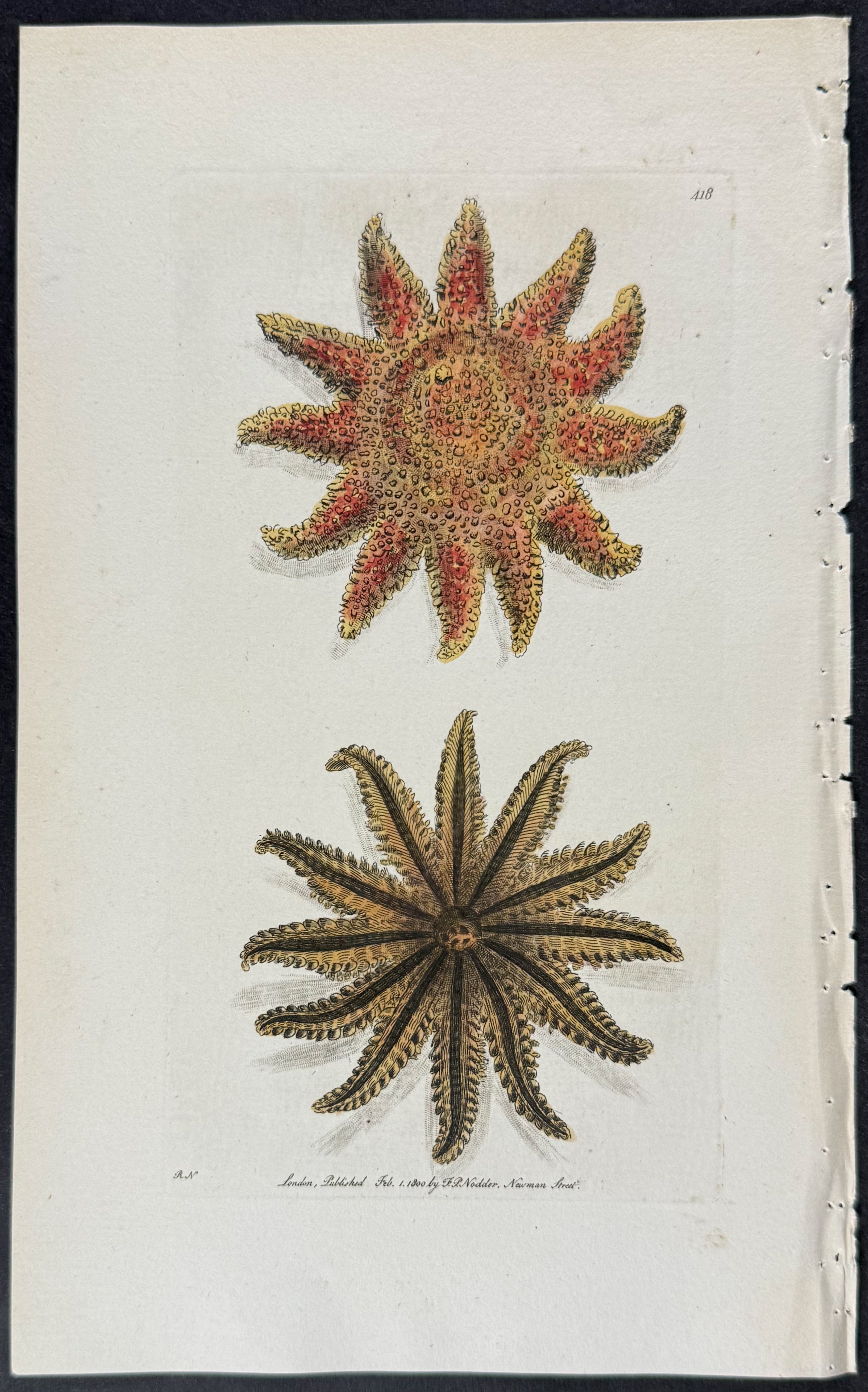 Twelve-Rayed Asterias