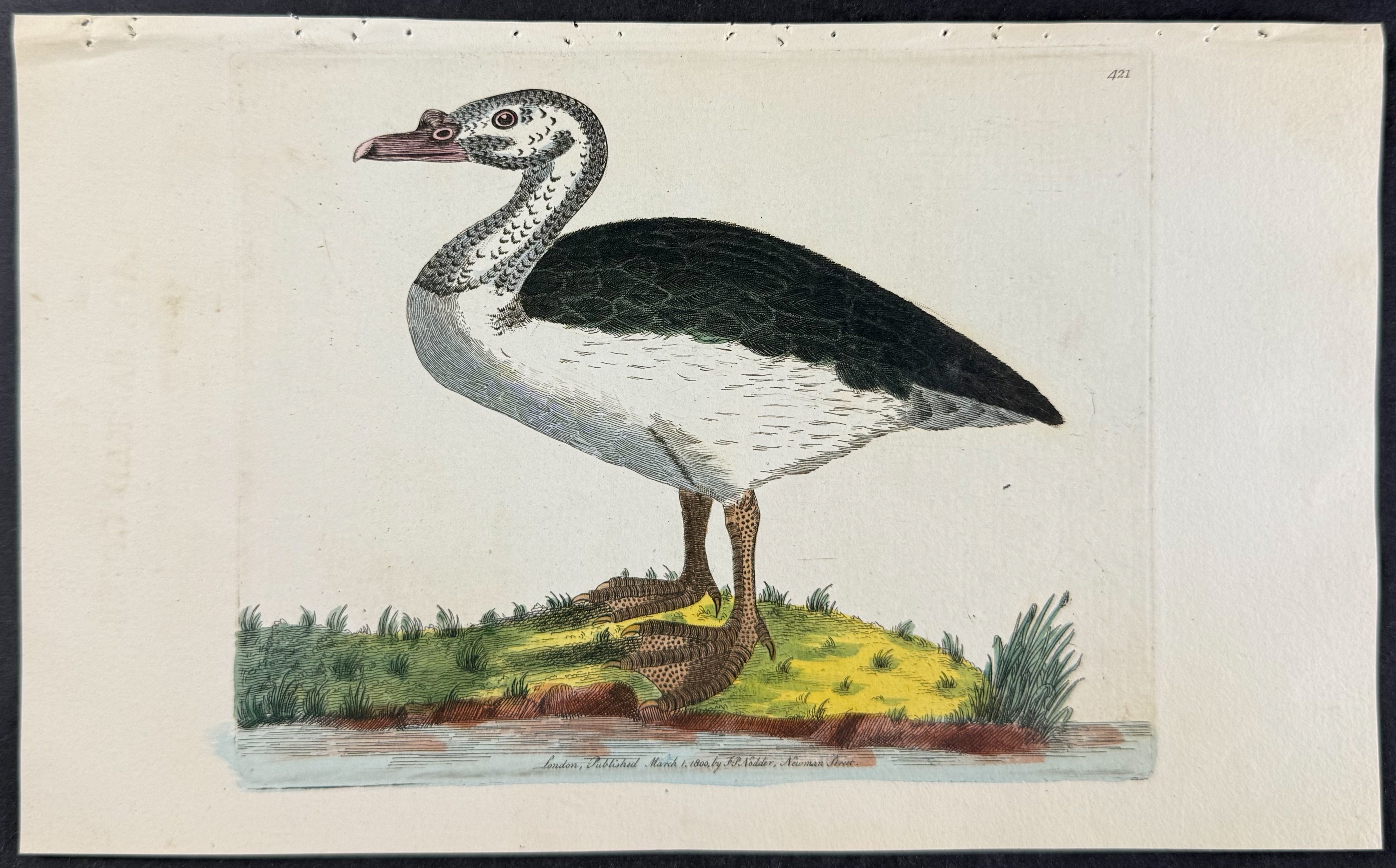 Black-backed Goose