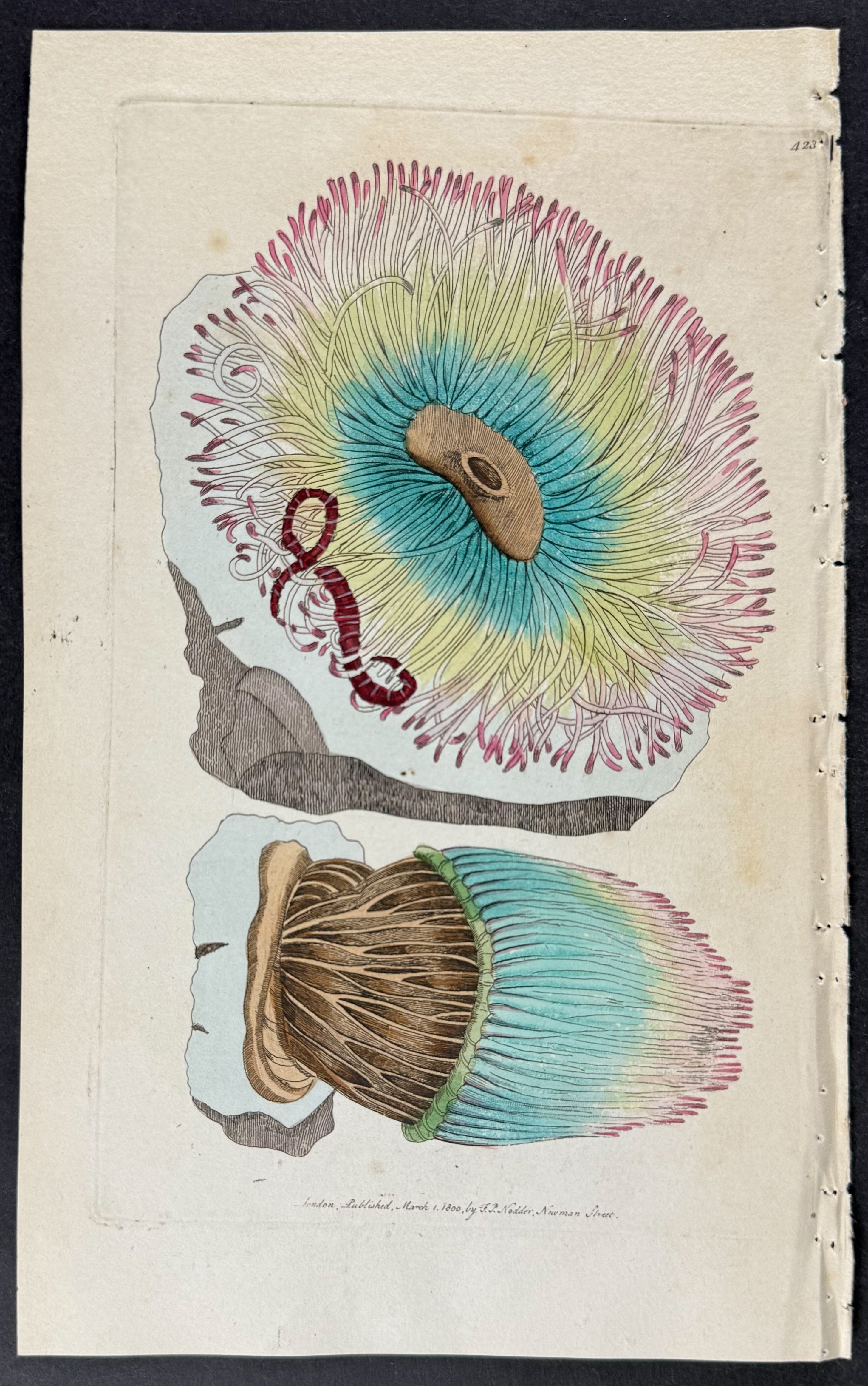 Rose-tipped Actinia