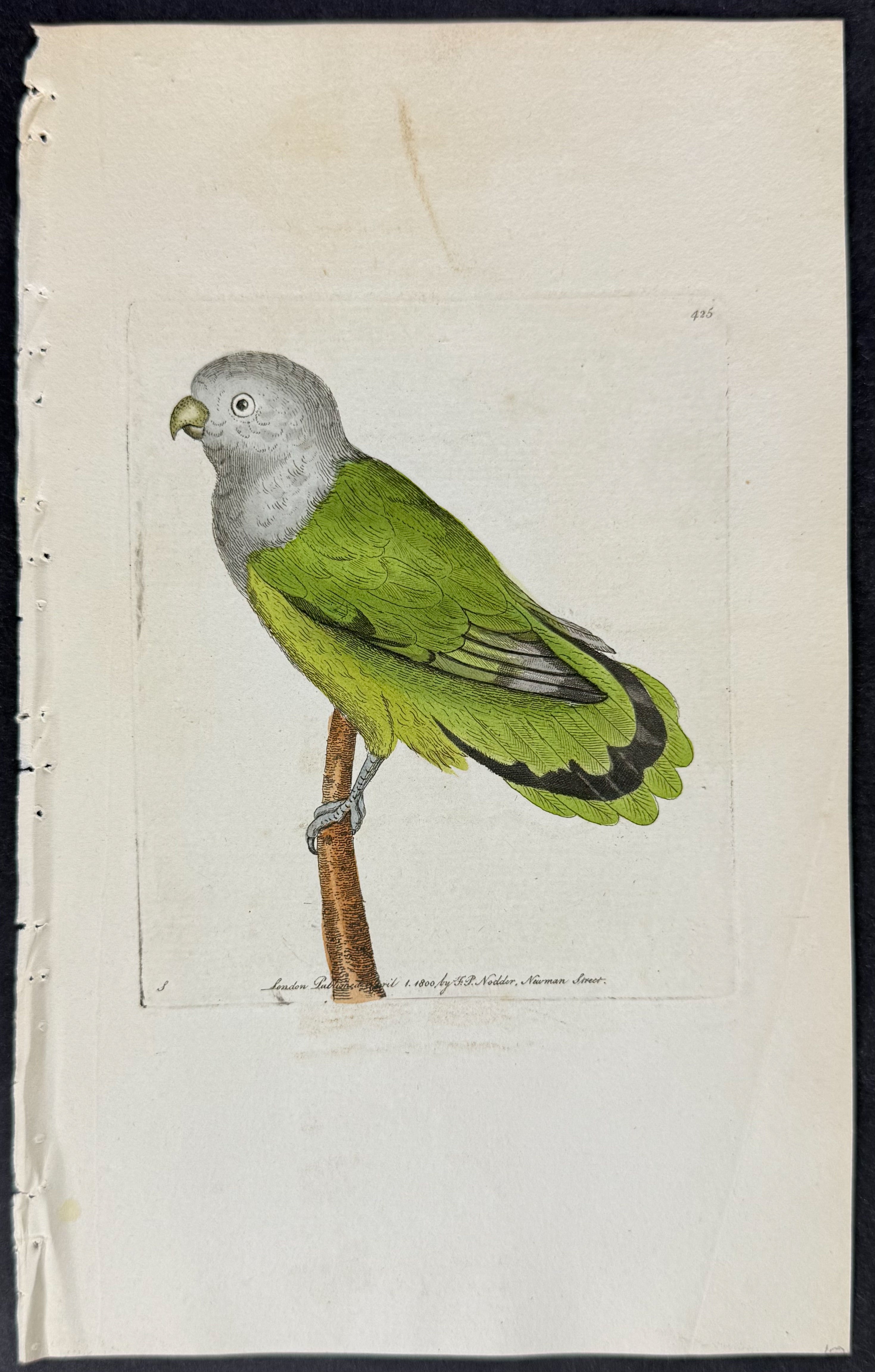 Grey-headed Parrakeet