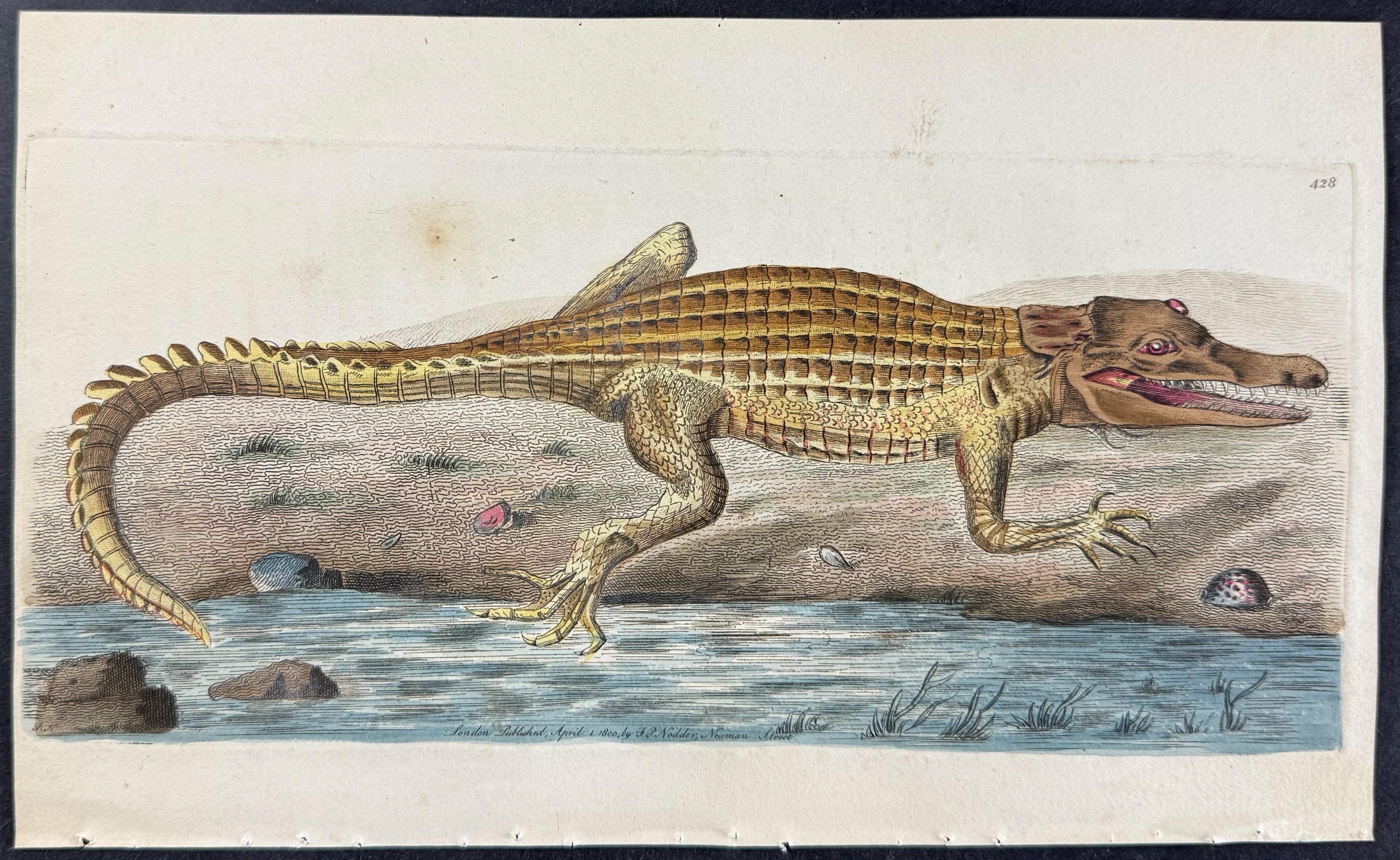 Crocodile