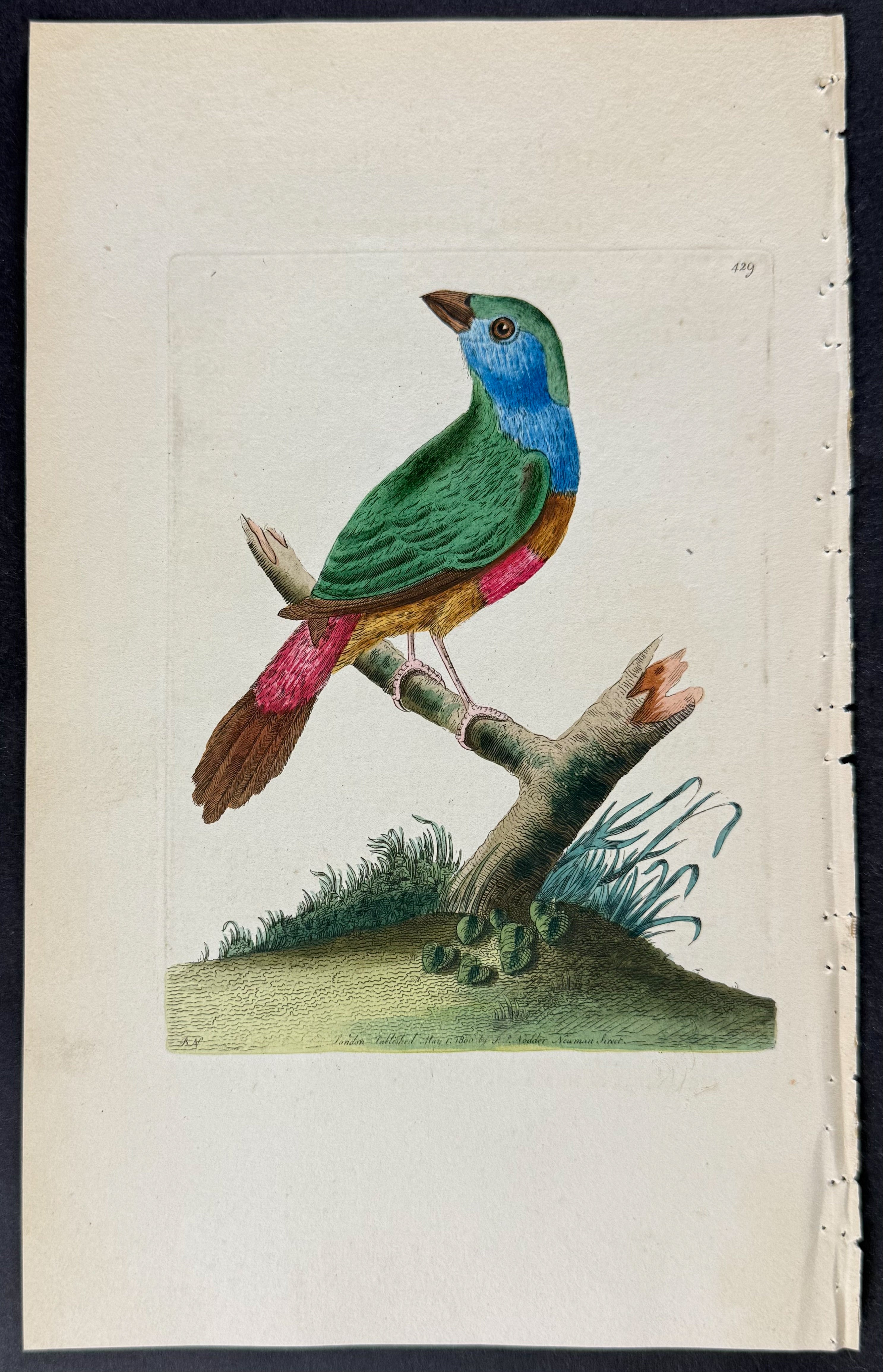 Variegated Emberiza