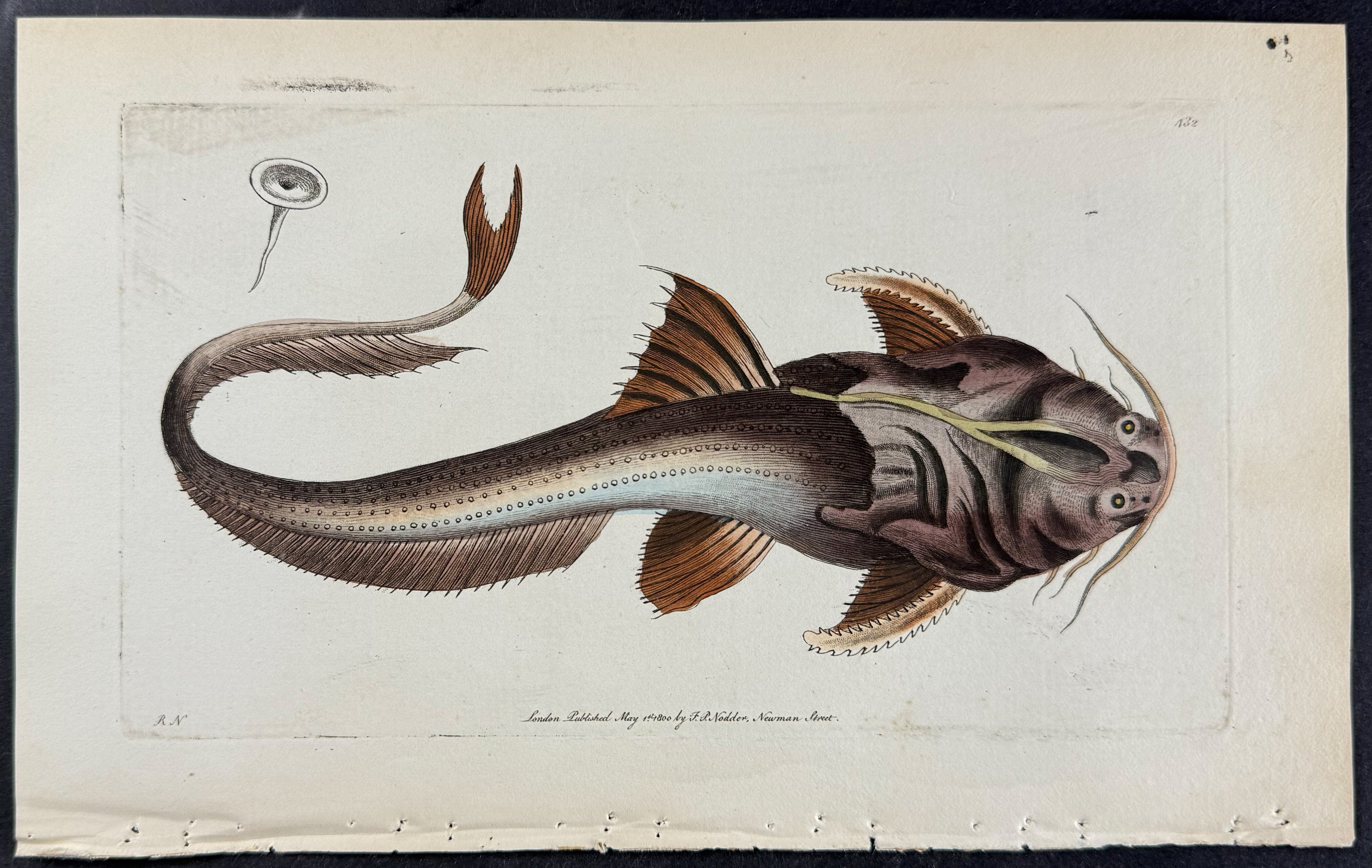 Acetabulated Platystacus